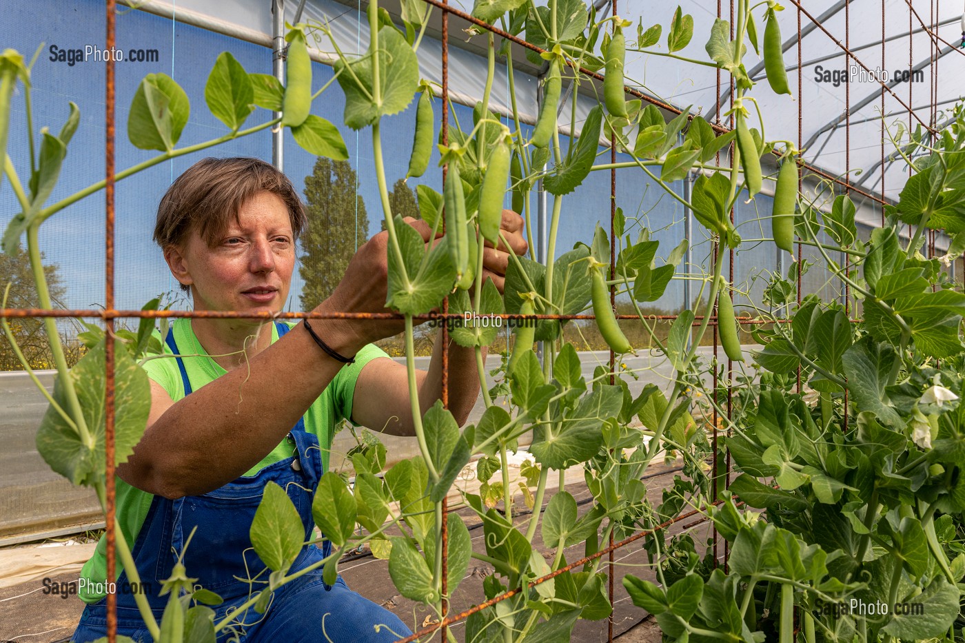 CHRISTELLE MARAICHERE DE TERRE FERME, RECOLTE SES PETITS POIS, CHERONVILLIERS, EURE, NORMANDIE, FRANCE, EUROPE 