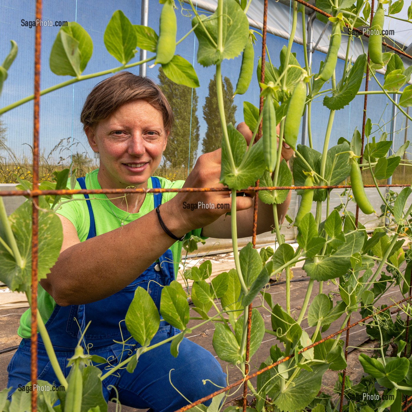 CHRISTELLE MARAICHERE DE TERRE FERME, RECOLTE SES PETITS POIS, CHERONVILLIERS, EURE, NORMANDIE, FRANCE, EUROPE 