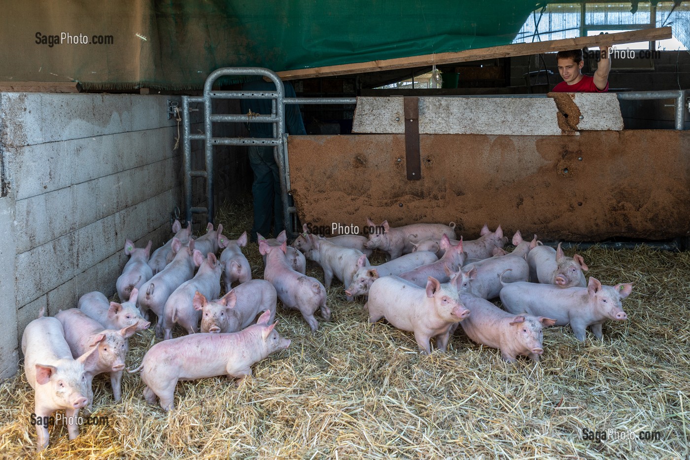 FERME BIO D'ELEVAGE DE PORC ET DE VOLAILLE, GAEC BIO DES LYRE, BENOIT DORCHIE, LA VIEILLE LYRE, EURE, NORMANDIE, FRANCE, EUROPE 