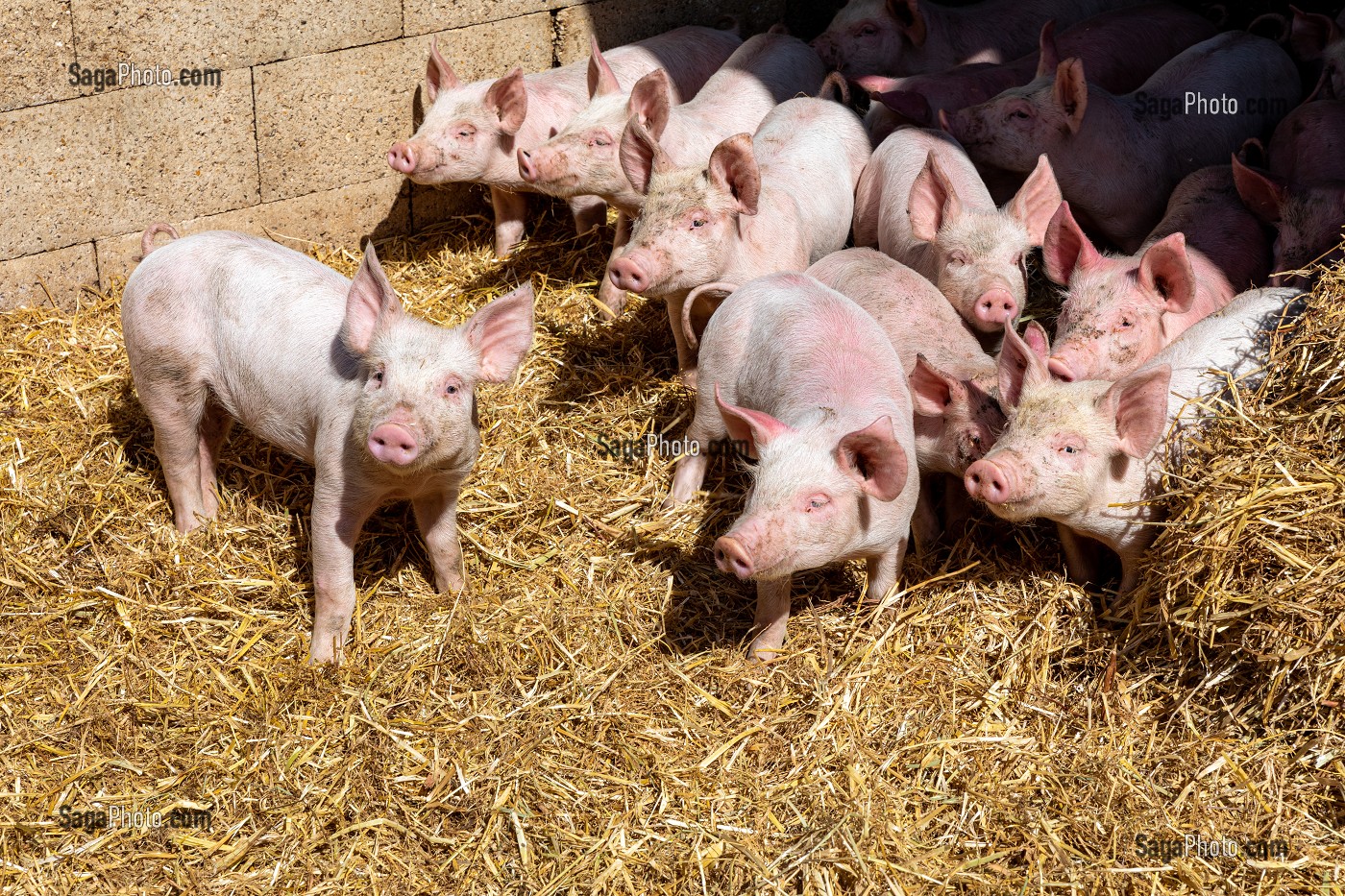 FERME BIO D'ELEVAGE DE PORC ET DE VOLAILLE, GAEC BIO DES LYRE, BENOIT ODILE ET PHILIPPE DORCHIE, LA VIEILLE LYRE, EURE, NORMANDIE, FRANCE, EUROPE 