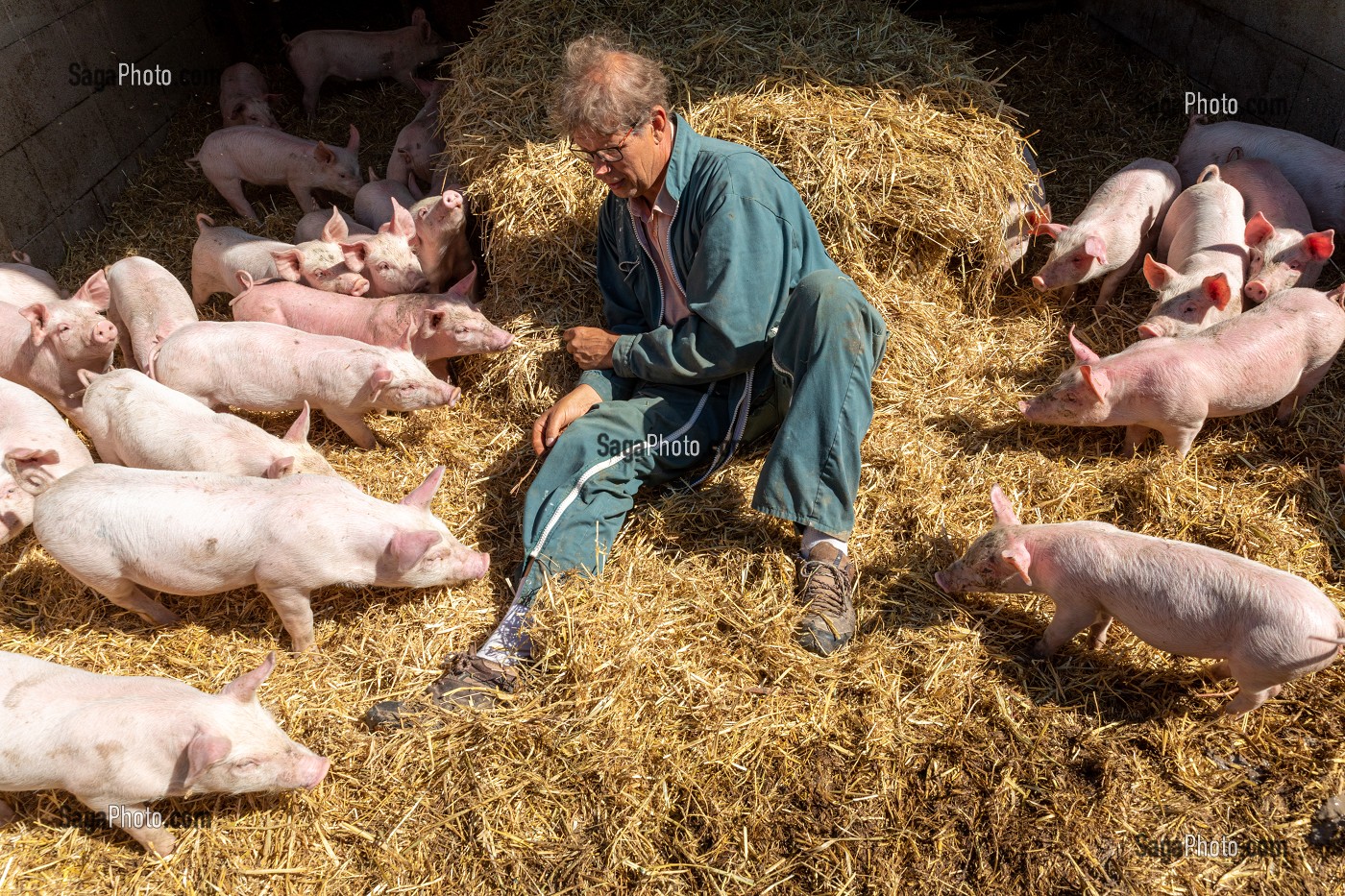 FERME BIO D'ELEVAGE DE PORC ET DE VOLAILLE, GAEC BIO DES LYRE, PHILIPPE DORCHIE DANS LA PAILLE AVEC SES COCHONS, LA VIEILLE LYRE, EURE, NORMANDIE, FRANCE, EUROPE 