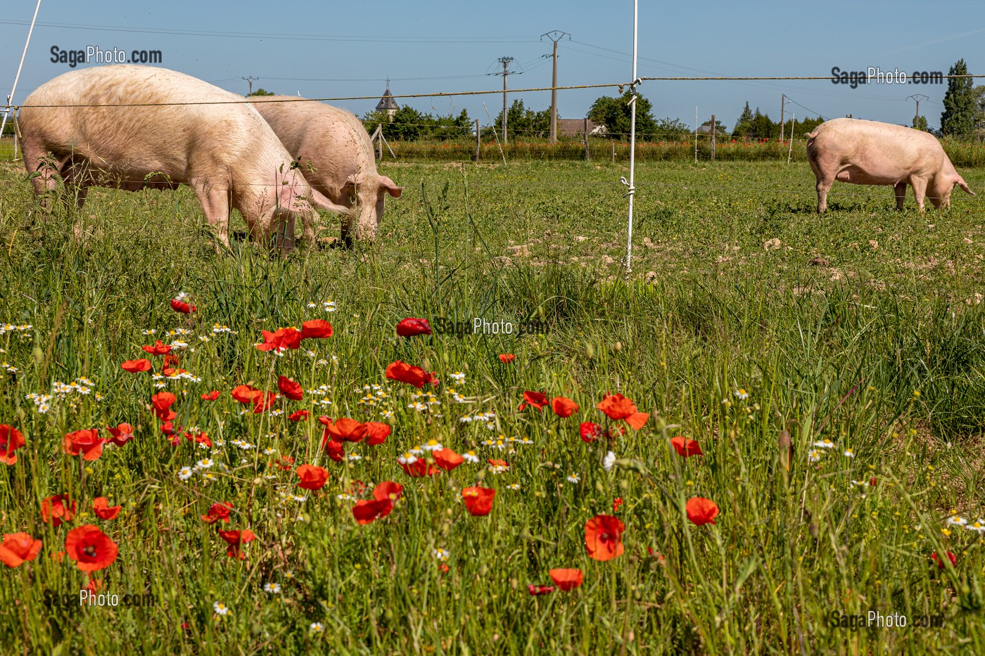 FERME BIO D'ELEVAGE DE PORC ET DE VOLAILLE, GAEC BIO DES LYRE, BENOIT ODILE ET PHILIPPE DORCHIE, LA VIEILLE LYRE, EURE, NORMANDIE, FRANCE, EUROPE 