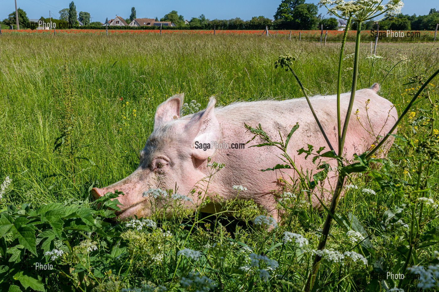 FERME BIO D'ELEVAGE DE PORC ET DE VOLAILLE, GAEC BIO DES LYRE, BENOIT ODILE ET PHILIPPE DORCHIE, LA VIEILLE LYRE, EURE, NORMANDIE, FRANCE, EUROPE 