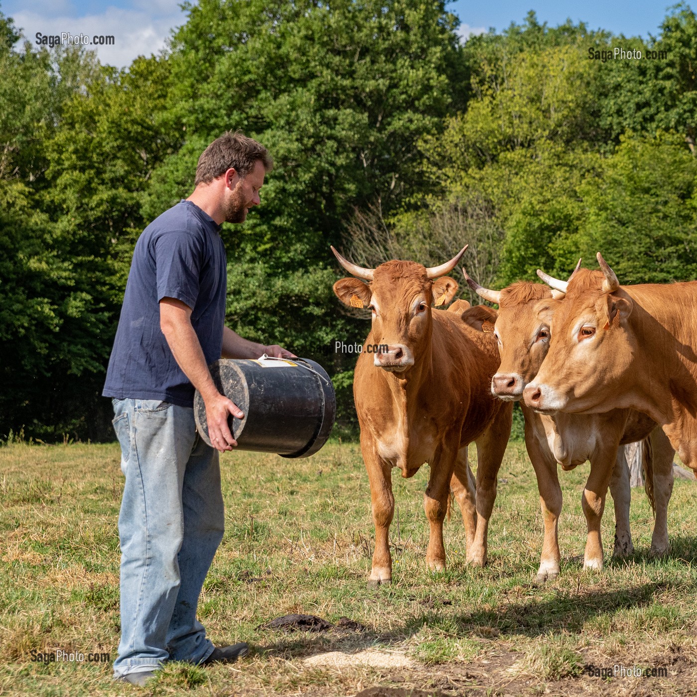 XAVIER CARRE ELEVEUR DE VACHES LIMOUSINES, LES BOTTEREAUX, EURE, NORMANDIE, FRANCE, EUROPE 