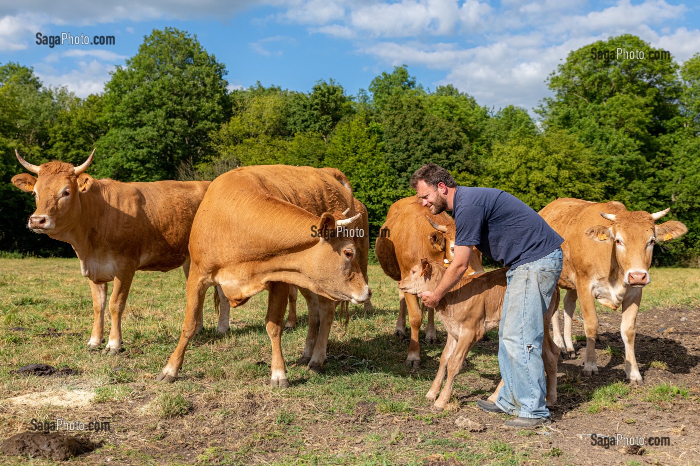 XAVIER CARRE ELEVEUR DE VACHES LIMOUSINES, LES BOTTEREAUX, EURE, NORMANDIE, FRANCE, EUROPE 