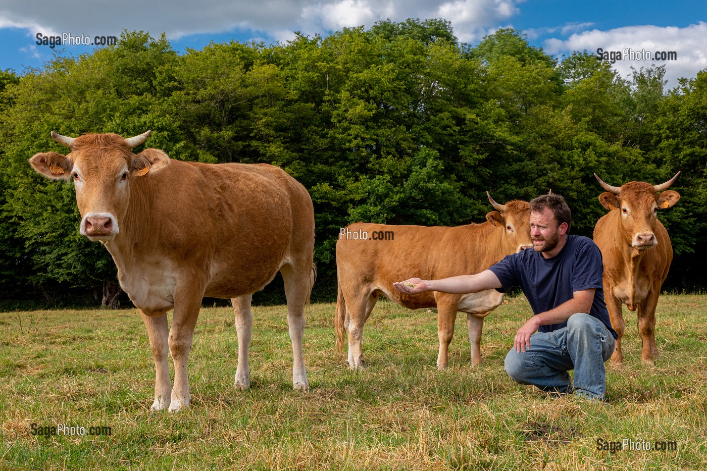 XAVIER CARRE ELEVEUR DE VACHES LIMOUSINES, LES BOTTEREAUX, EURE, NORMANDIE, FRANCE, EUROPE 