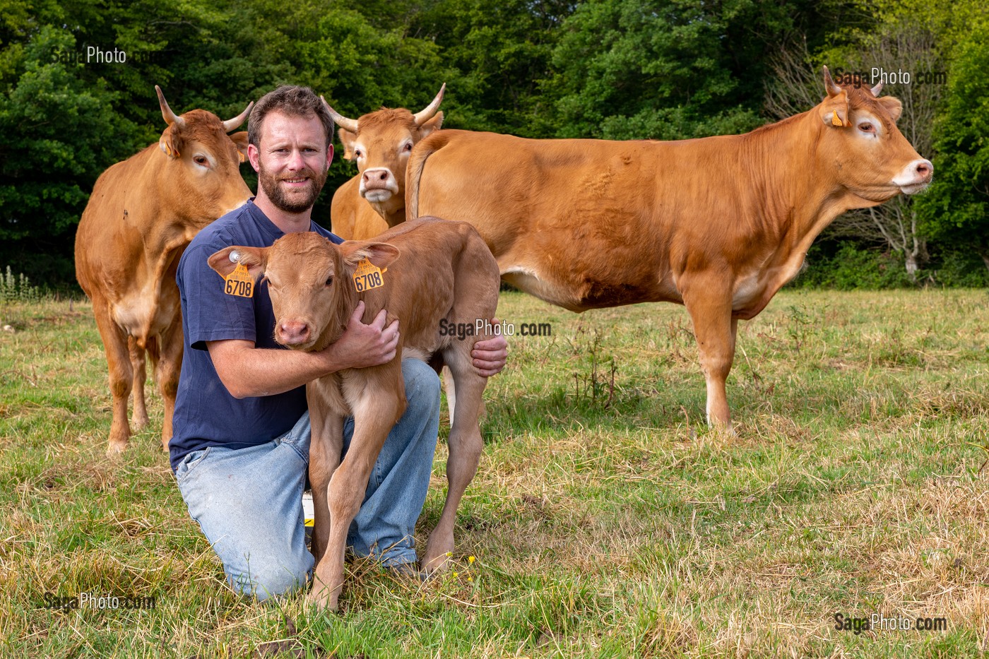 XAVIER CARRE ELEVEUR DE VACHES LIMOUSINES, LES BOTTEREAUX, EURE, NORMANDIE, FRANCE, EUROPE 