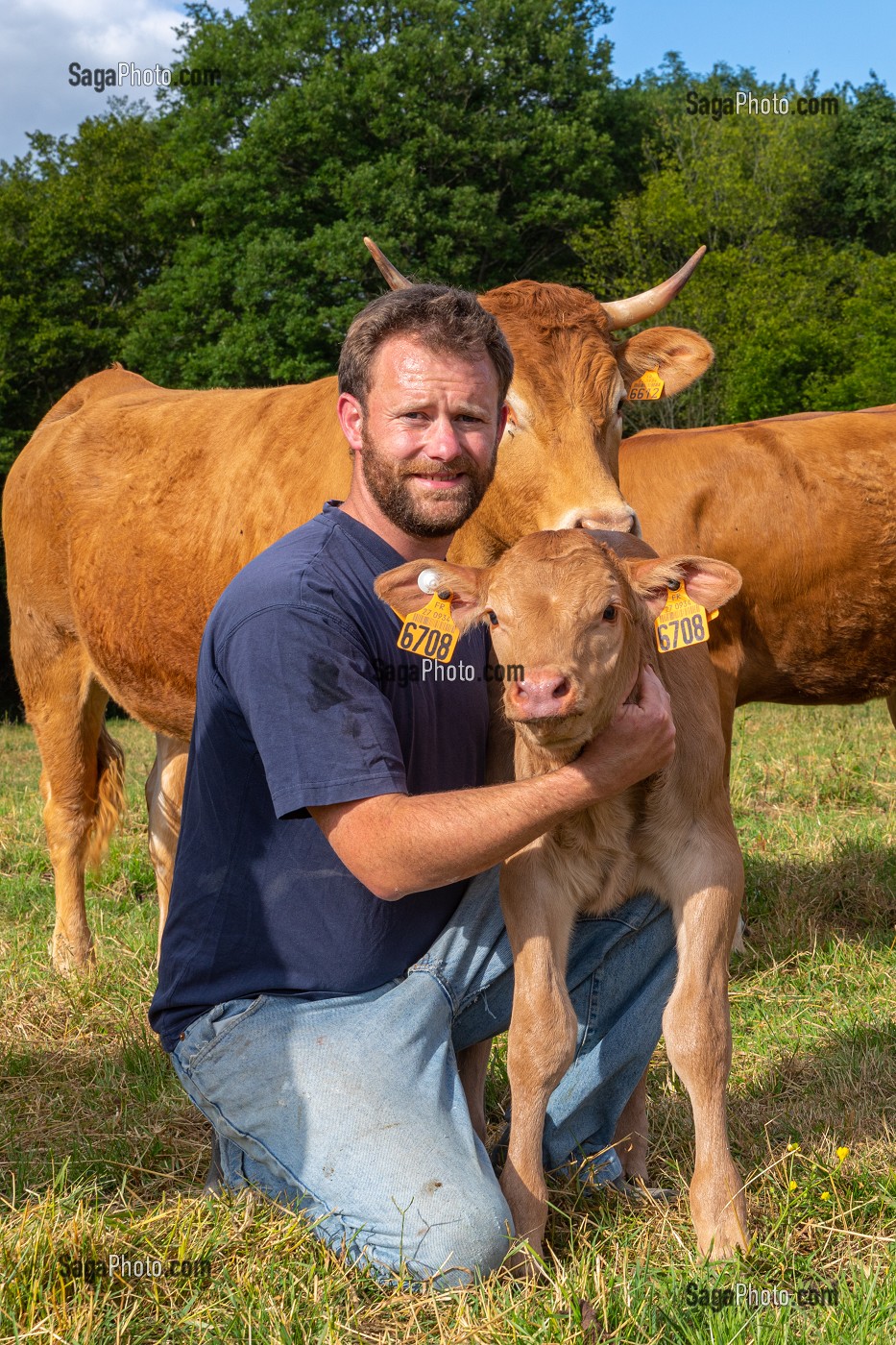 XAVIER CARRE ELEVEUR DE VACHES LIMOUSINES, LES BOTTEREAUX, EURE, NORMANDIE, FRANCE, EUROPE 