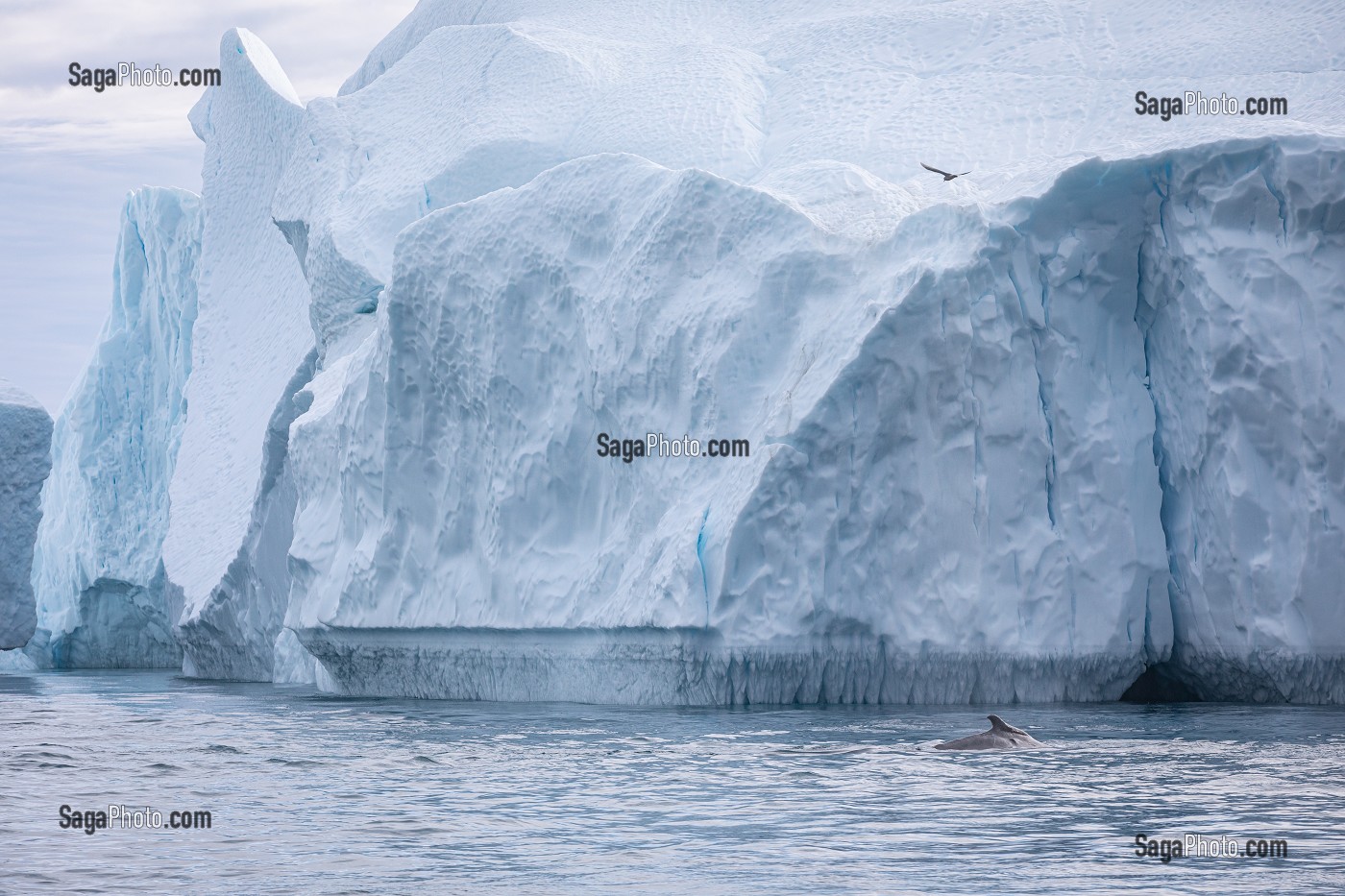 BALEINES DEVANT LES ICEBERGS DU FJORD DE GLACE DE SERMERMIUT, ILULISSAT GROENLAND, DANEMARK 