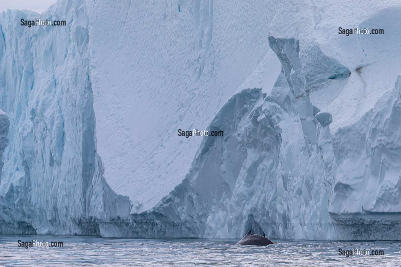 BALEINES DEVANT LES ICEBERGS DU FJORD DE GLACE DE SERMERMIUT, ILULISSAT GROENLAND, DANEMARK 