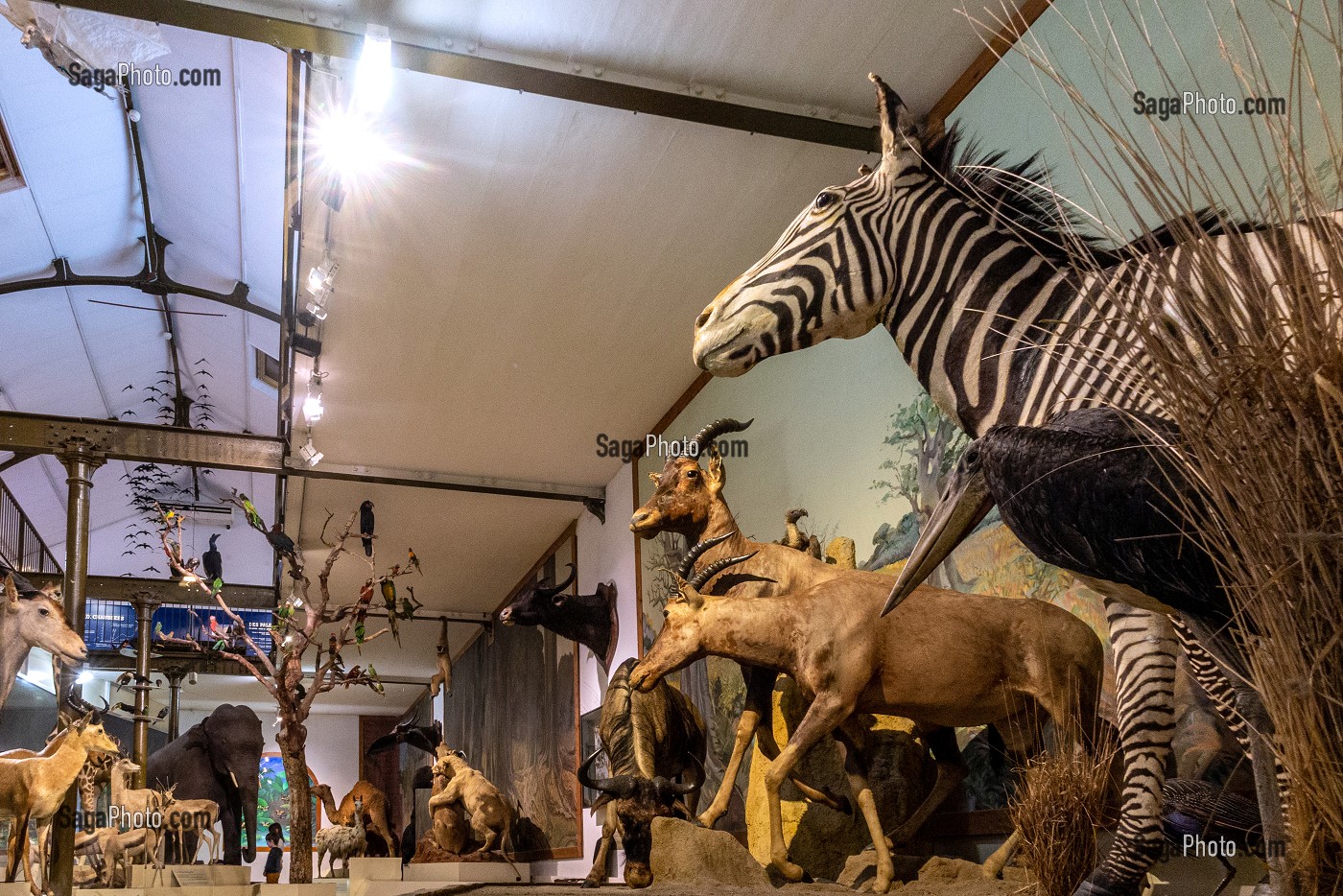 GALERIE DE LA DIVERSITE DU MONDE DE LA VIE SAUVAGE AVEC PLUS DE 100 ESPECES D'ANIMAUX NATURALISES A TRAVERS LE MONDE, MUSEUM D'HISTOIRE NATURELLE DE BOURGES, CHER, FRANCE 