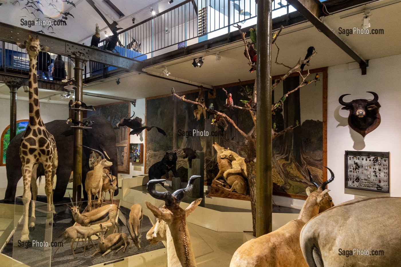 GALERIE DE LA DIVERSITE DU MONDE DE LA VIE SAUVAGE AVEC PLUS DE 100 ESPECES D'ANIMAUX NATURALISES A TRAVERS LE MONDE, MUSEUM D'HISTOIRE NATURELLE DE BOURGES, CHER, FRANCE 