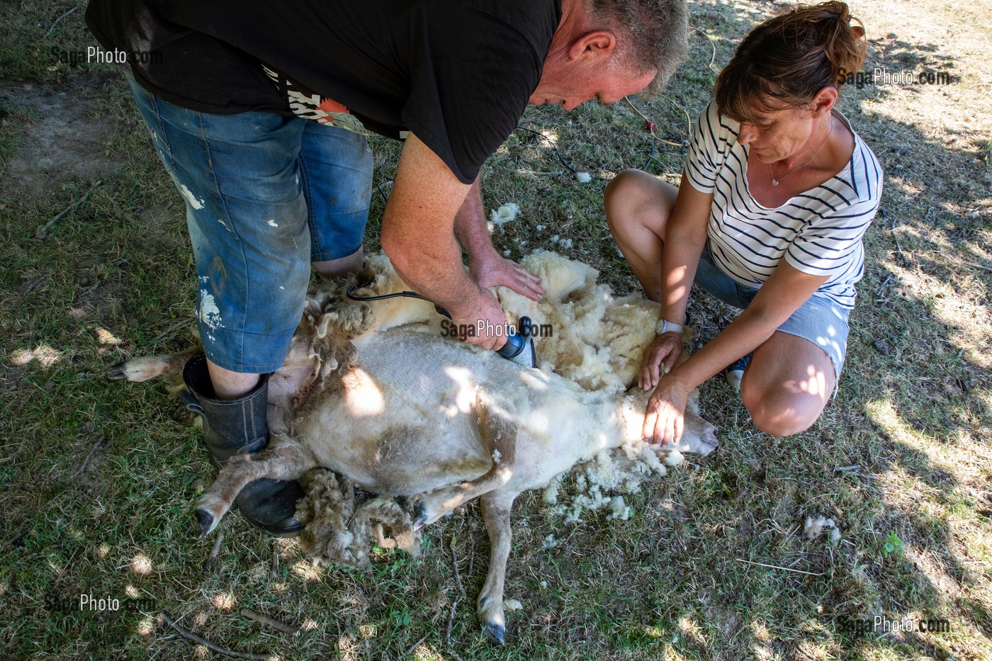 TONTE DE LA LAINE DES MOUTONS A LA TONDEUSE DANS UN CHAMPS, NORMANDIE, FRANCE 
