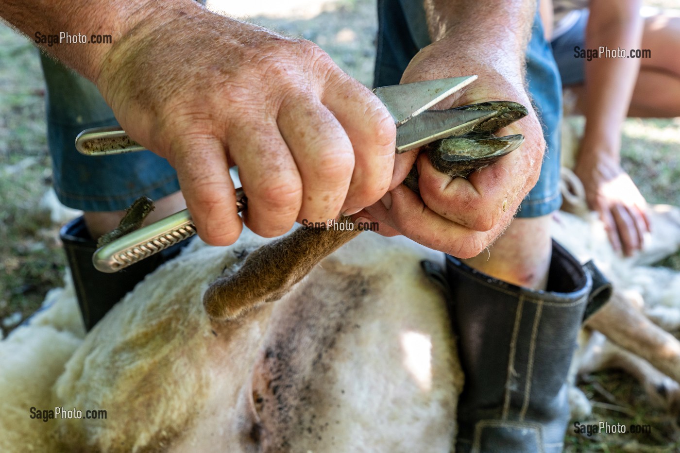 TAILLE DES SABOTS OU ONGLONS DU MOUTON AU COUTEAU A SABOTS, NORMANDIE, FRANCE 