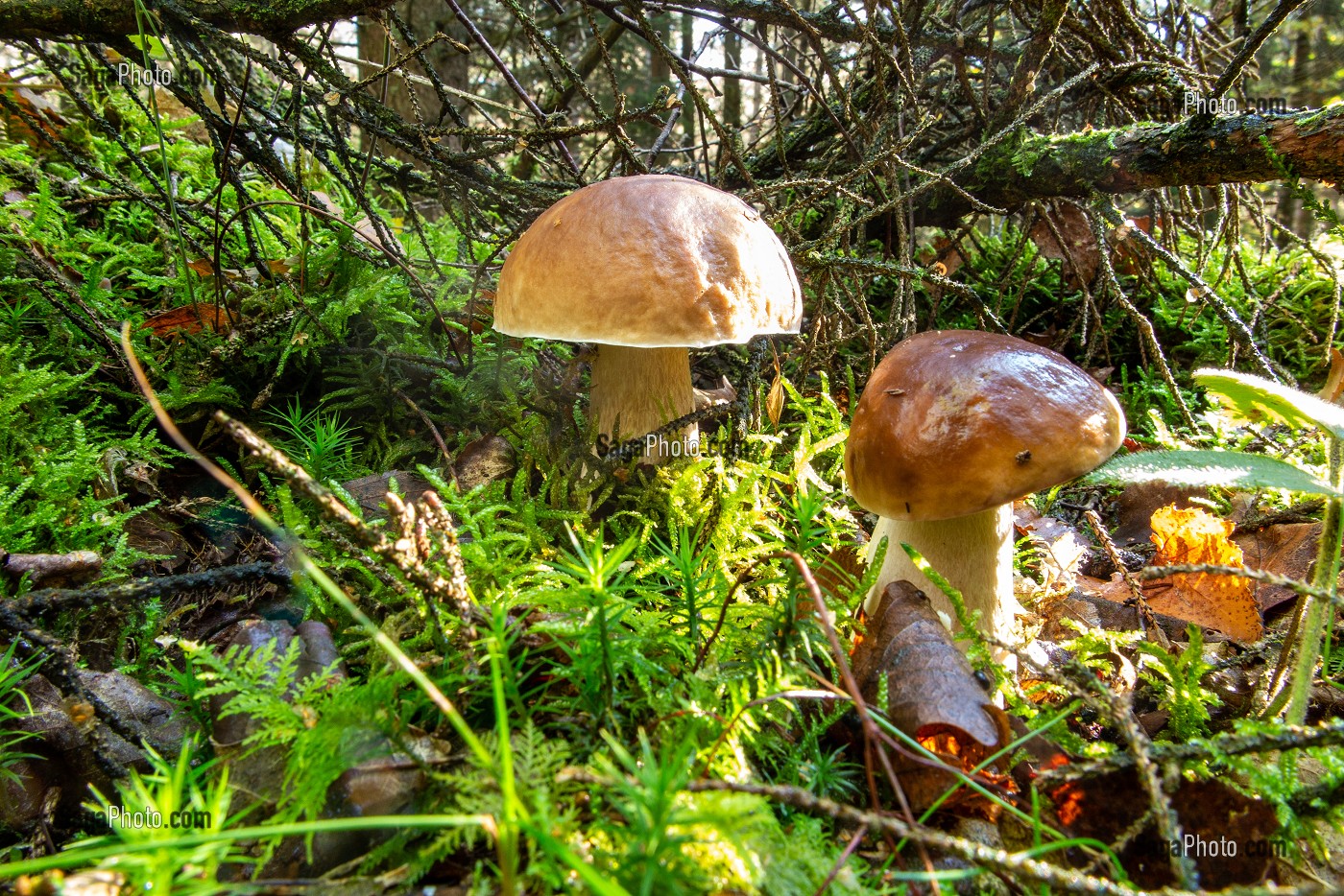 CEPES DE BORDEAUX DANS LA MOUSSE EN SOUS-BOIS, FORET DE CONCHES, NORMANDIE, FRANCE 