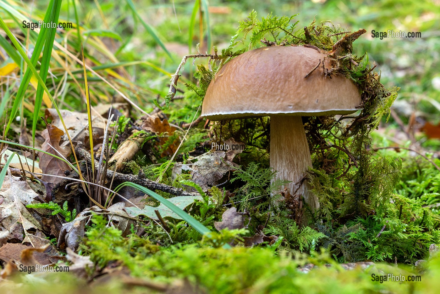 CEPES DE BORDEAUX DANS LA MOUSSE EN SOUS-BOIS, FORET DE CONCHES, NORMANDIE, FRANCE 