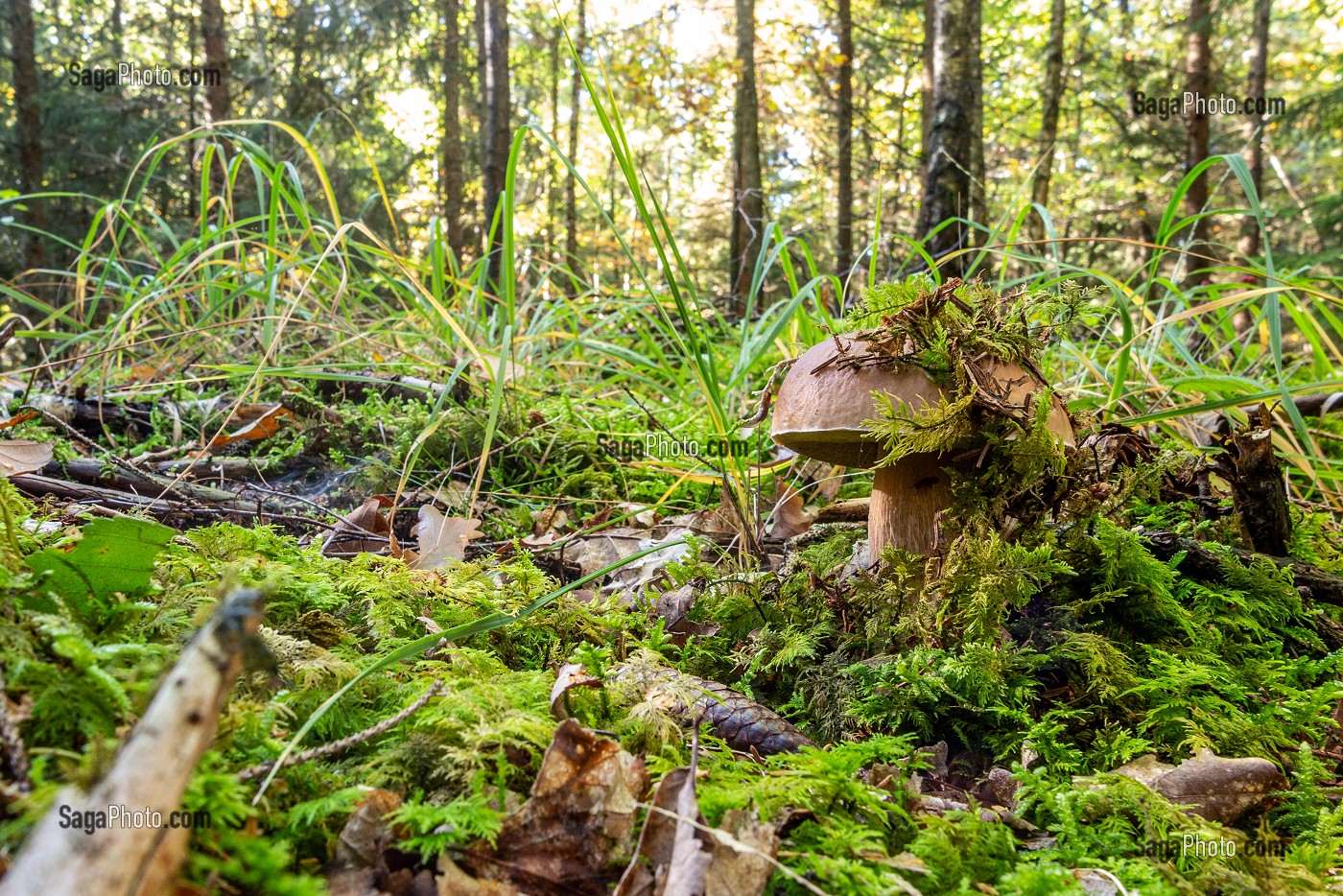 CEPES DE BORDEAUX DANS LA MOUSSE EN SOUS-BOIS, FORET DE CONCHES, NORMANDIE, FRANCE 