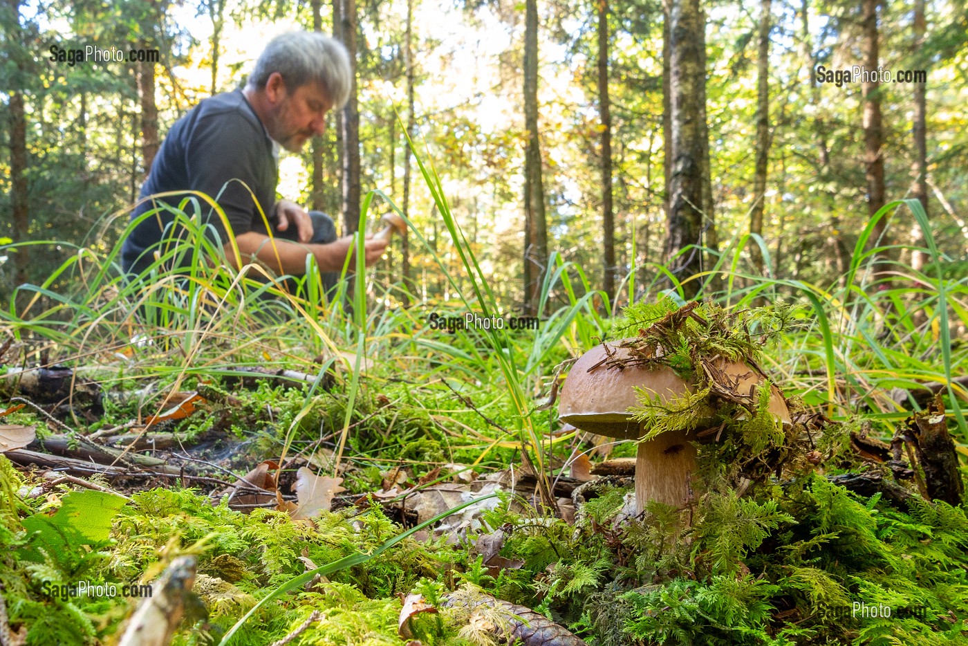 CUEILLETTE DES CEPES DE BORDEAUX DANS LA MOUSSE EN SOUS-BOIS, FORET DE CONCHES, NORMANDIE, FRANCE 