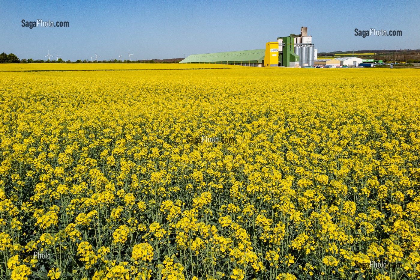 COOPERATIVE AGRICOLE DE TONNAY-BOUTONNE DEVANT UN CHAMP DE COLZA EN FLEUR, CHARENTE-MARITIME (17), FRANCE 