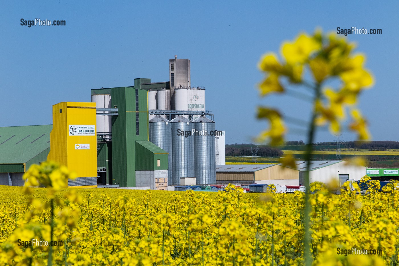 COOPERATIVE AGRICOLE DE TONNAY-BOUTONNE DEVANT UN CHAMP DE COLZA EN FLEUR, CHARENTE-MARITIME (17), FRANCE 