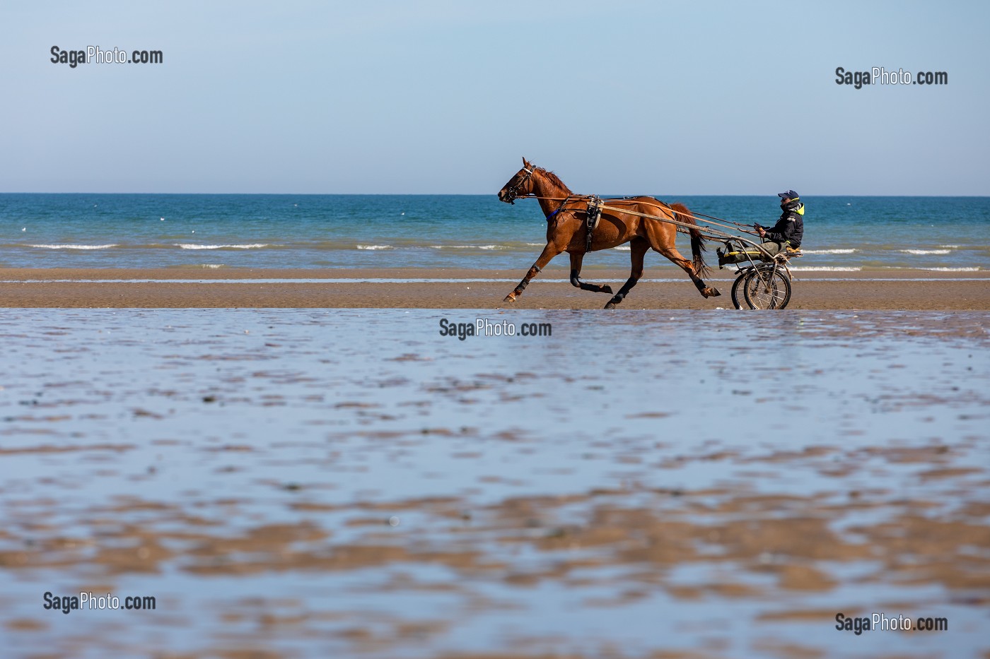 ENTRAINEMENT DES CHEVAUX DE COURSES ATTELEES SUR LA PLAGE DE CABOURG, CALVADOS, NORMANDIE, FRANCE 