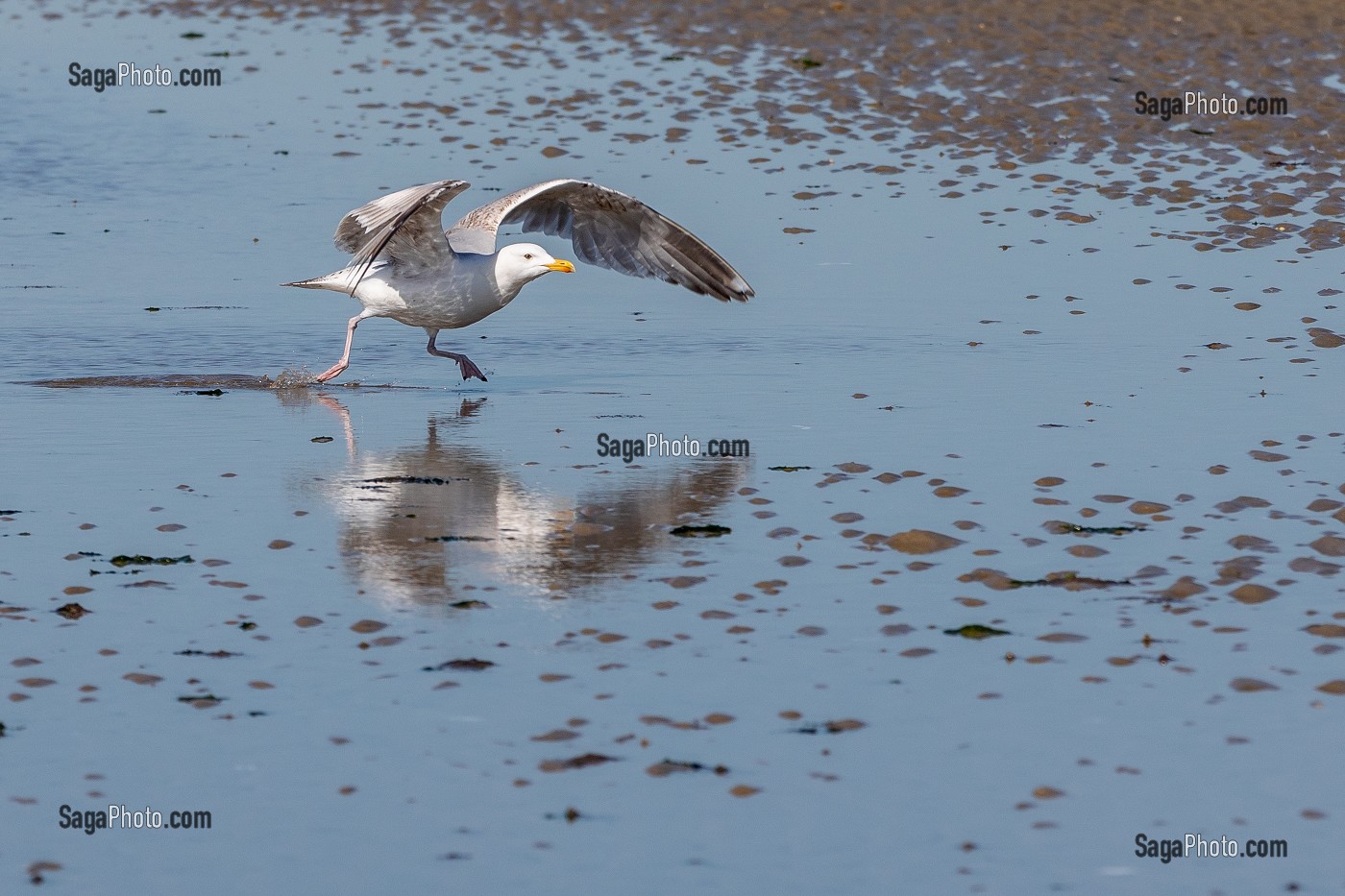 MOUETTE AU DECOLLAGE SUR LA PLAGE DE CABOURG, CALVADOS, NORMANDIE, FRANCE 