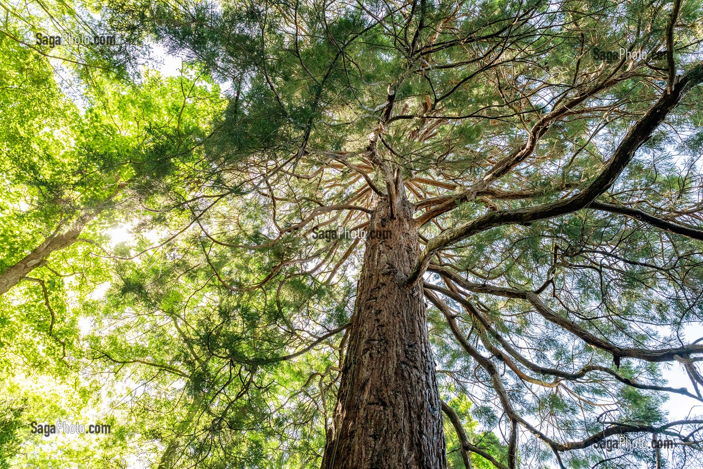 SEQUOIA GEANT JARDIN DES PLANTES, CAEN, CALVADOS, NORMANDIE, FRANCE 