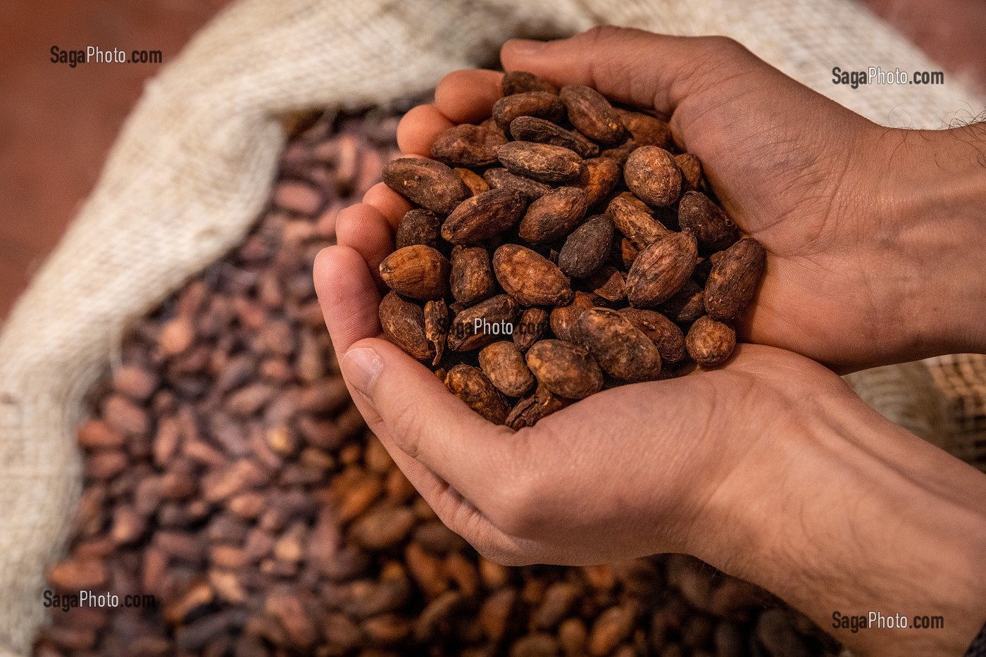 FEVES DE CACAO DANS LA MAIN, CHOCOLATERIE CLUIZEL, DAMVILLE, MESNIL-SUR-ITON, EURE, NORMANDIE, FRANCE 