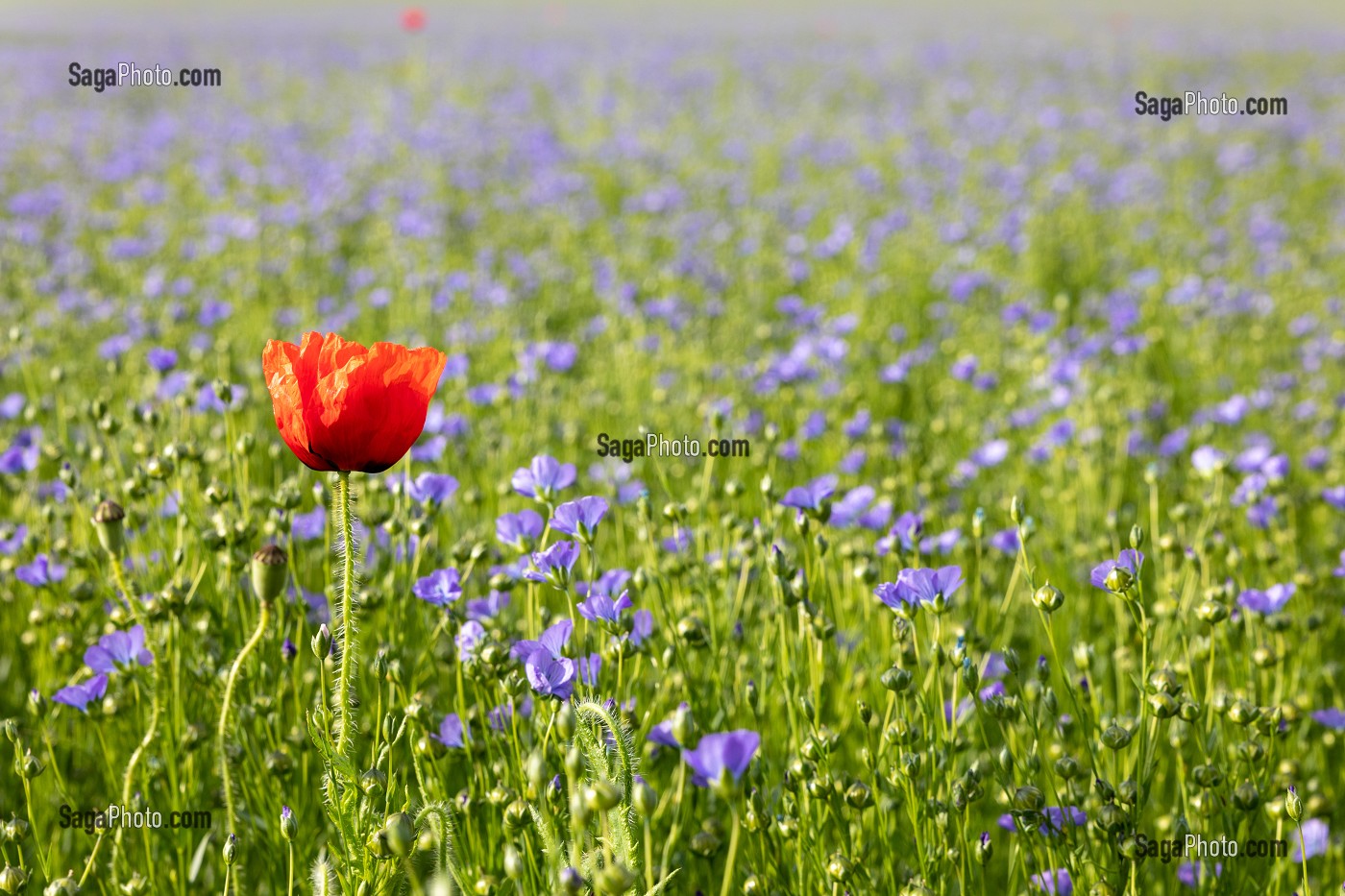 CHAMP DE LIN EN FLEUR, RUGLES, EURE, NORMANDIE, FRANCE 