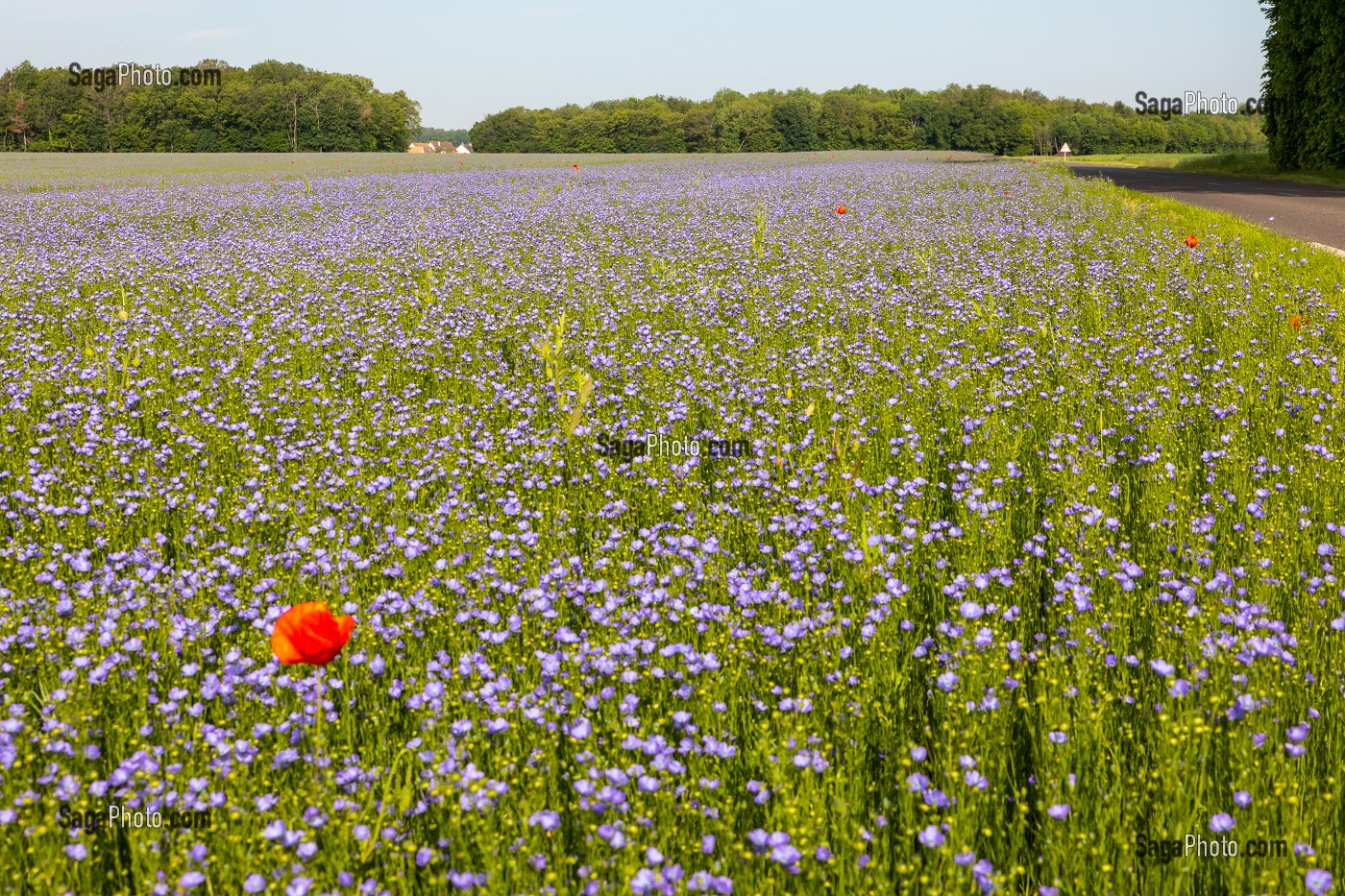 CHAMP DE LIN EN FLEUR, RUGLES, EURE, NORMANDIE, FRANCE 