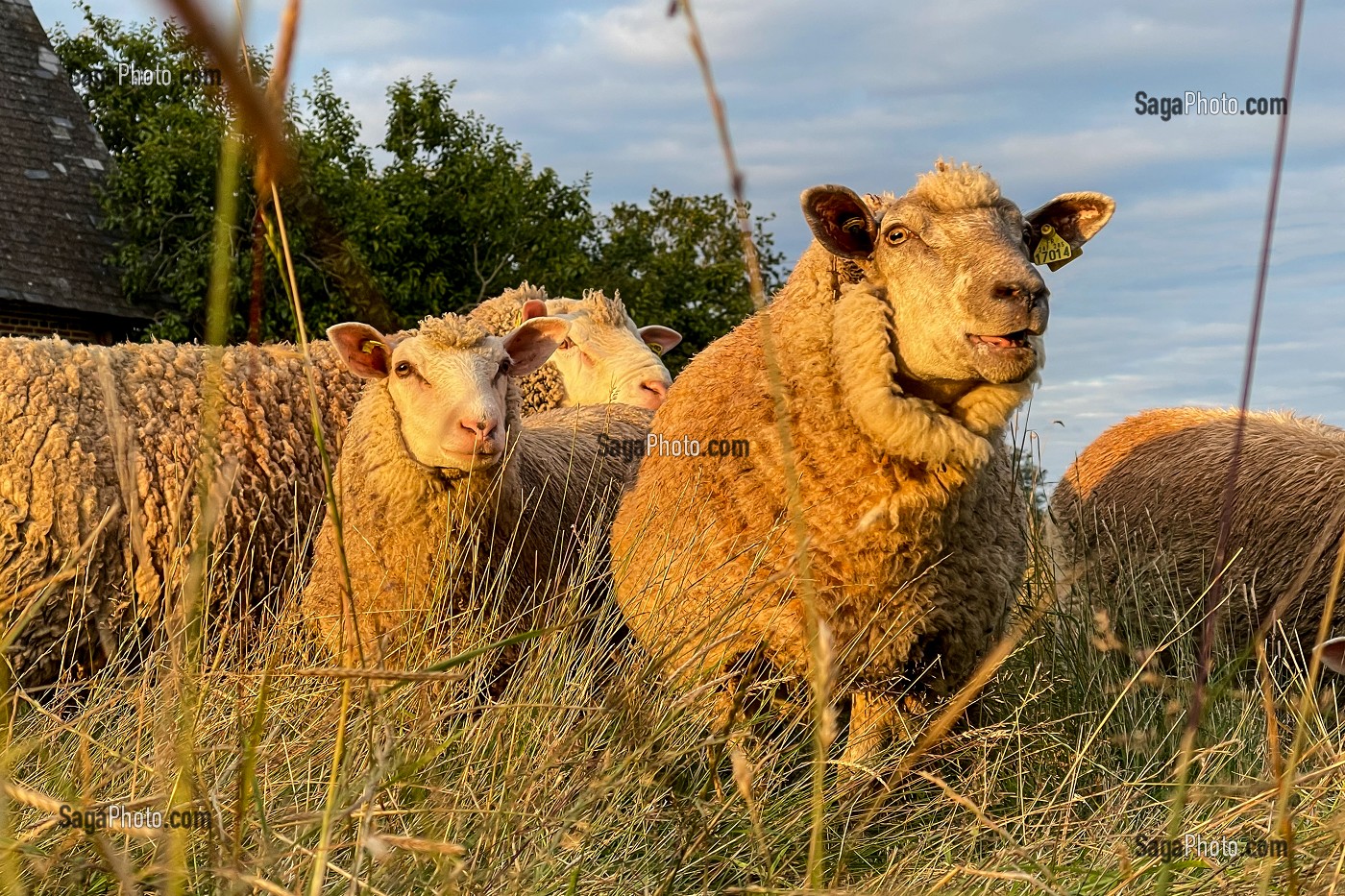 TROUPEAU DE MOUTONS DEVANT LA FERME, RUGLES, NORMANDIE, FRANCE 