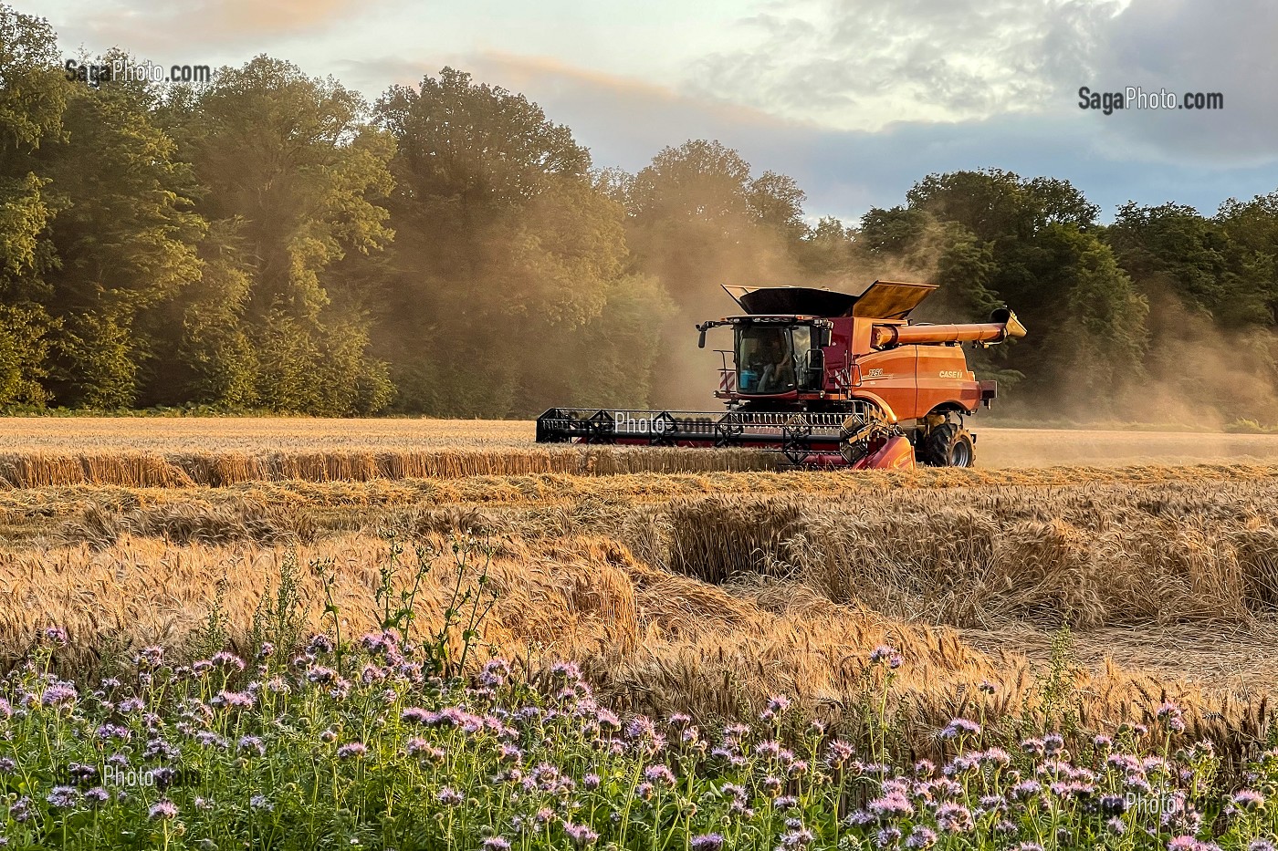 MOISSON DU BLE EN FIN D'APRES-MIDI DANS LA CAMPAGNE NORMANDE, RUGLES, NORMANDIE, FRANCE 