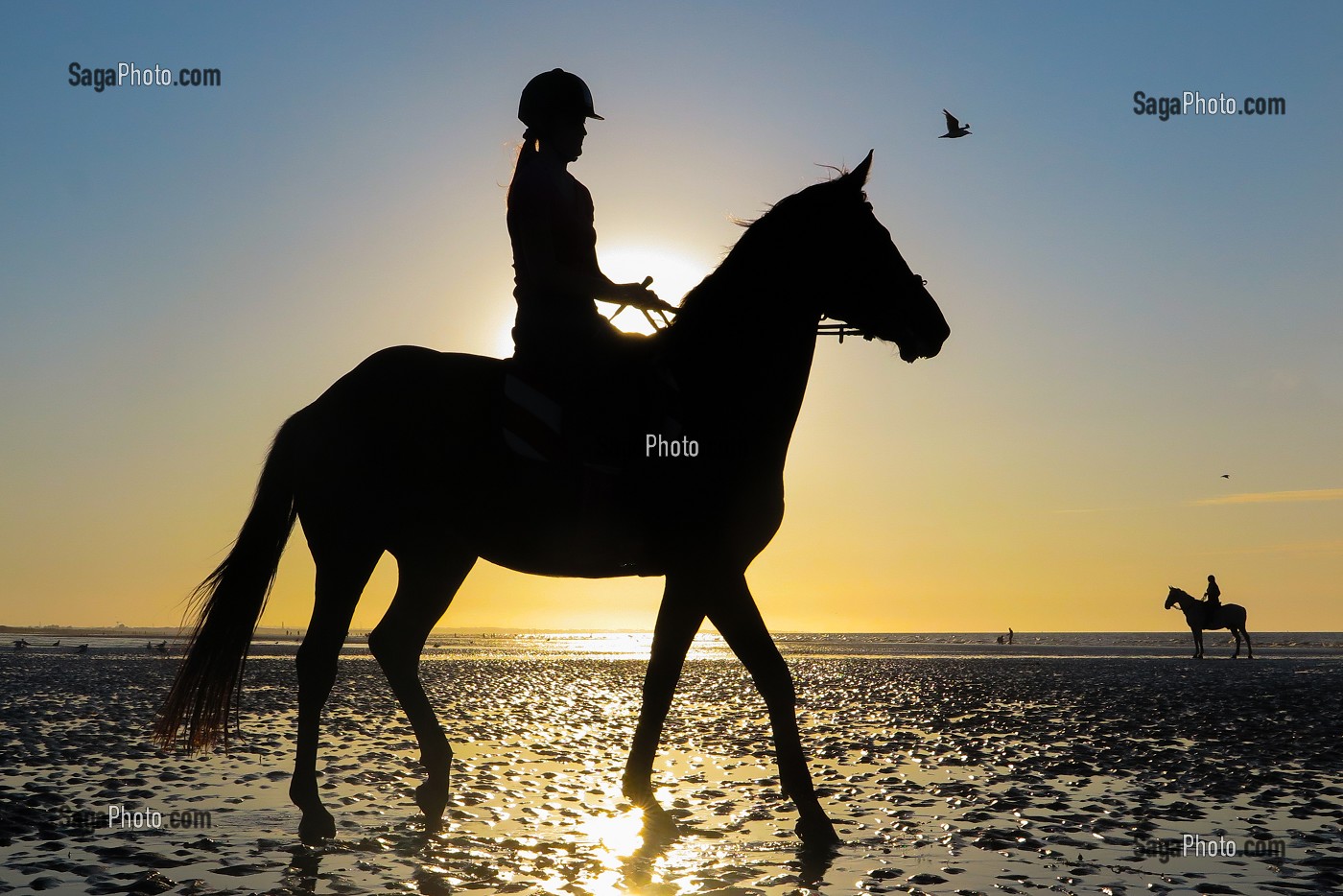 ENTRAINEMENT DES CHEVAUX DE COMPETITION SUR LA PLAGE DE CABOURG, COTE FLEURIE, CALVADOS, NORMANDIE, FRANCE 