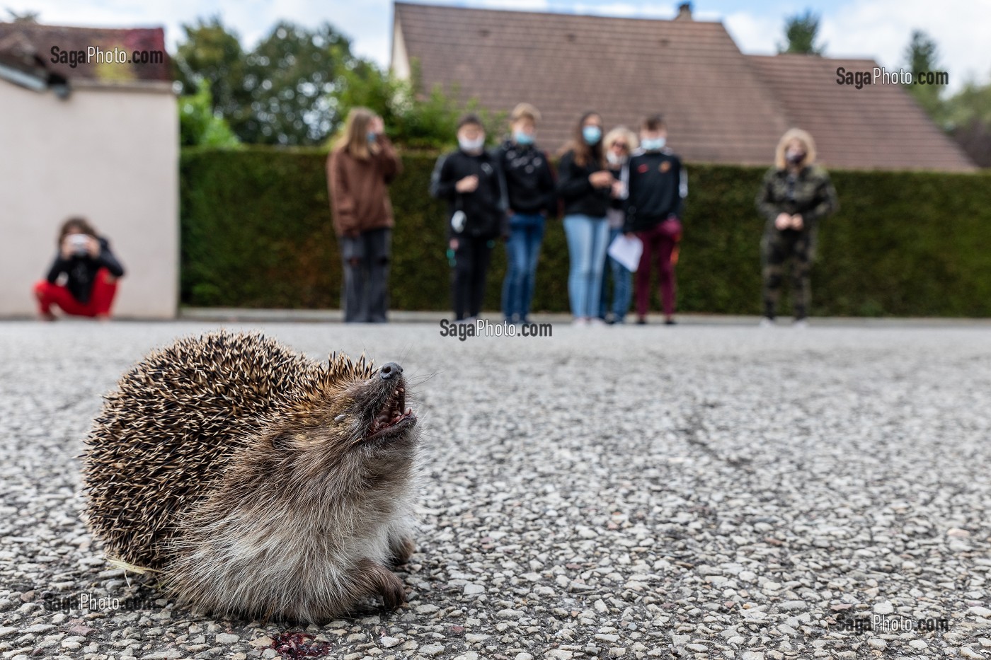 DES JEUNES ETUDIANTS REGARDENT UN HERISSON ECRASE PAR UNE VOITURE SUR LA ROUTE, RUGLES, EURE, NORMANDIE, FRANCE 