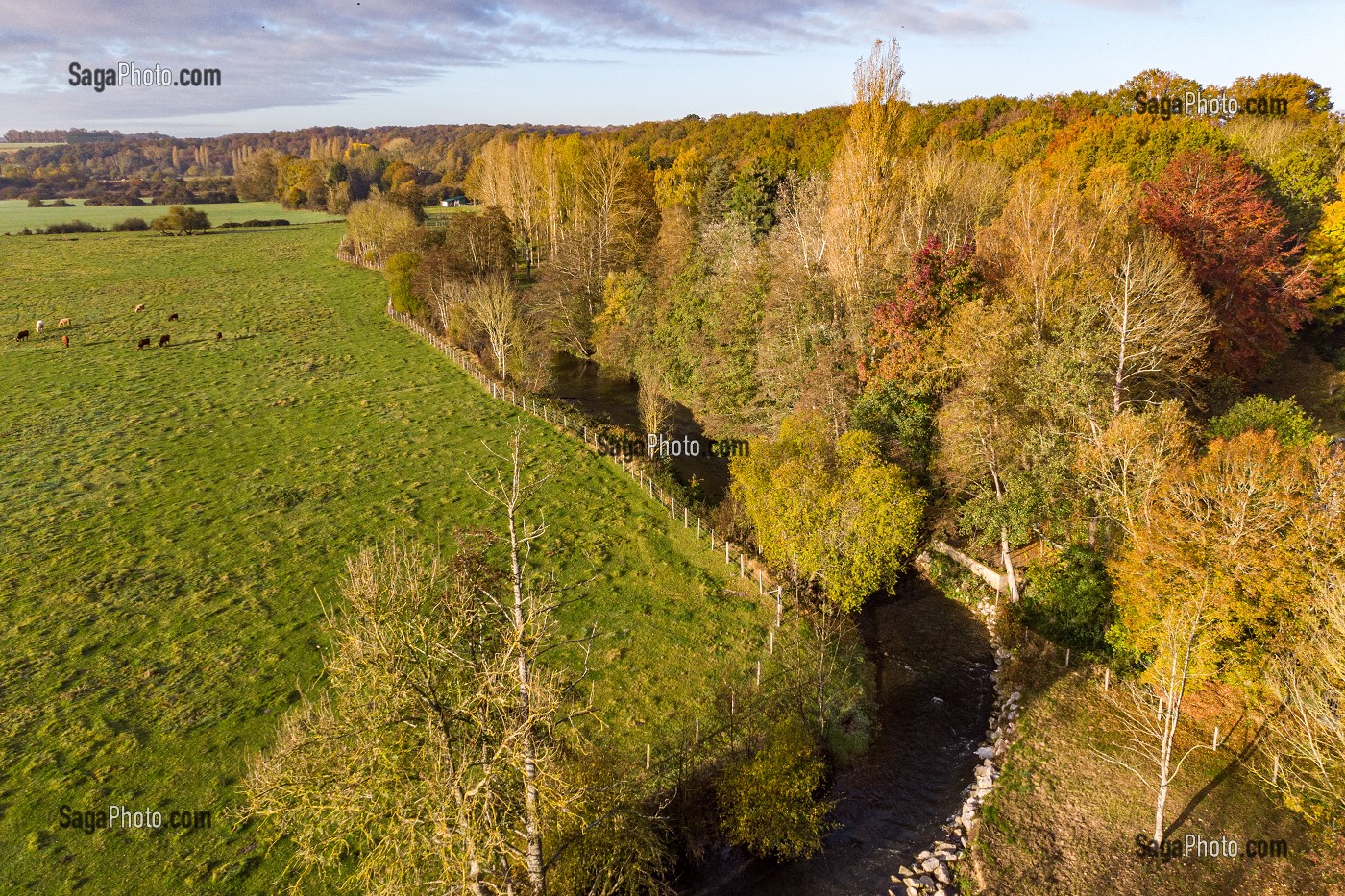 TROUPEAU DE VACHES DANS UN PAYSAGE D'AUTOMNE AU BORD DE LA RISLE, RUGLES, EURE, NORMANDIE, FRANCE 