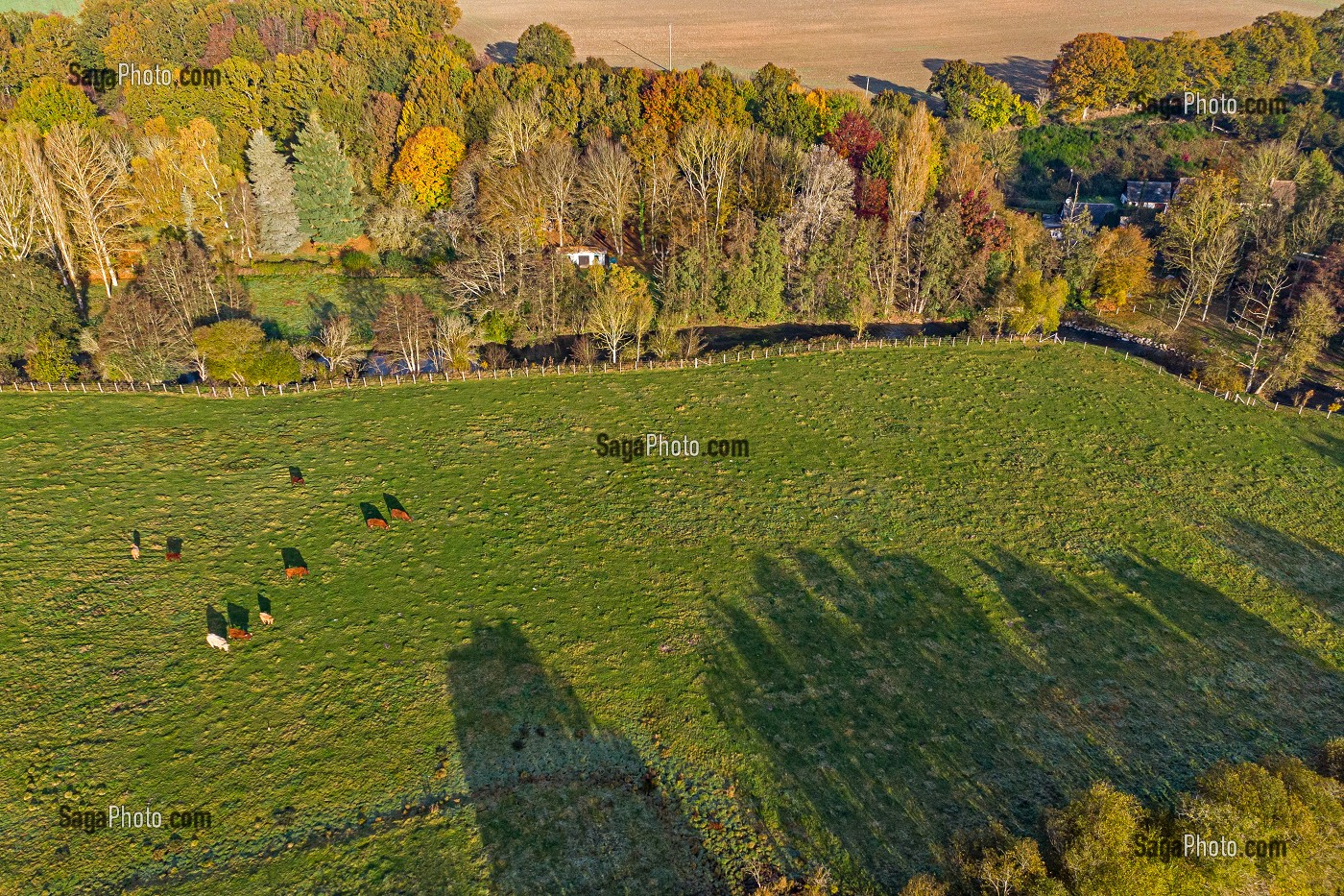 TROUPEAU DE VACHES DANS UN PAYSAGE D'AUTOMNE AU BORD DE LA RISLE, RUGLES, EURE, NORMANDIE, FRANCE 