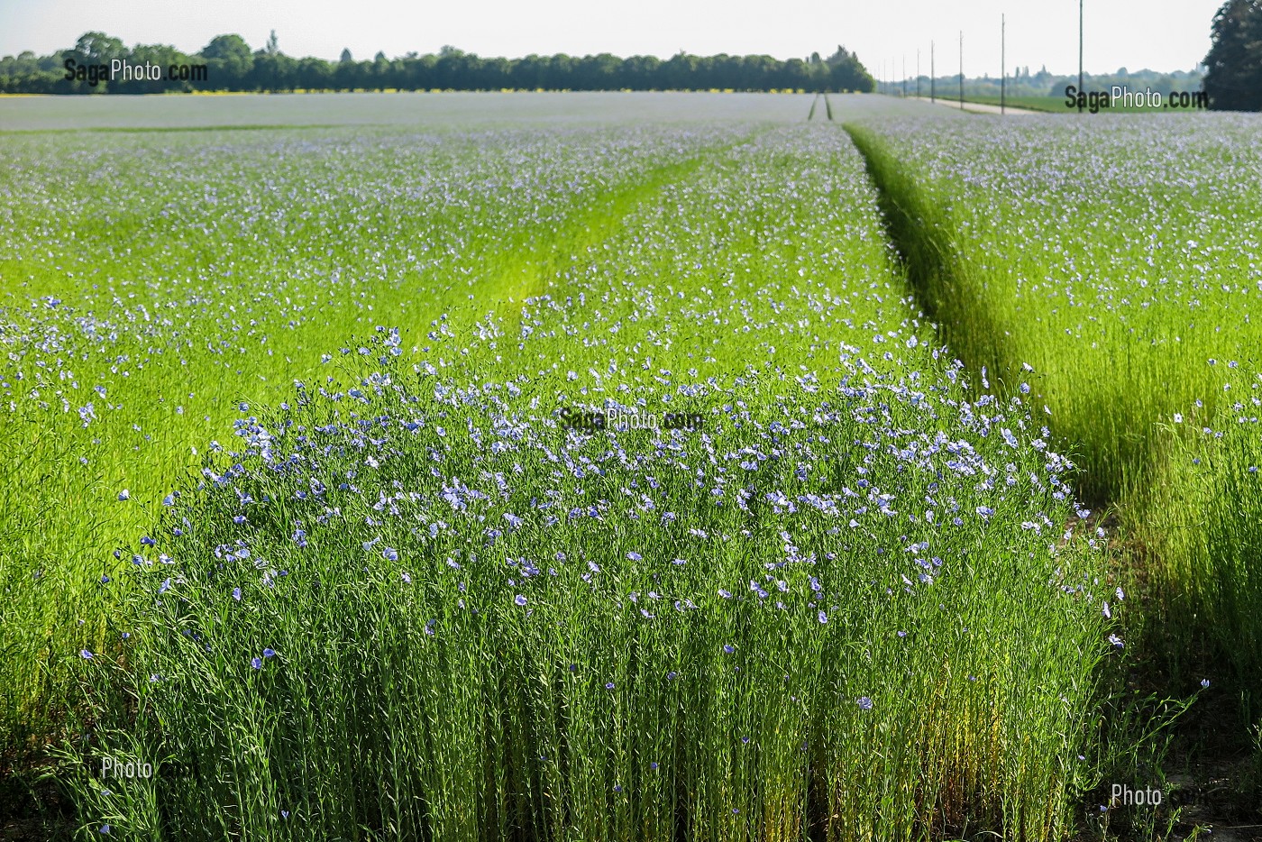 CHAMPS DE LIN EN FLEURS AUX COULEURS BLEU, RUGLES, EURE, NORMANDIE FRANCE 