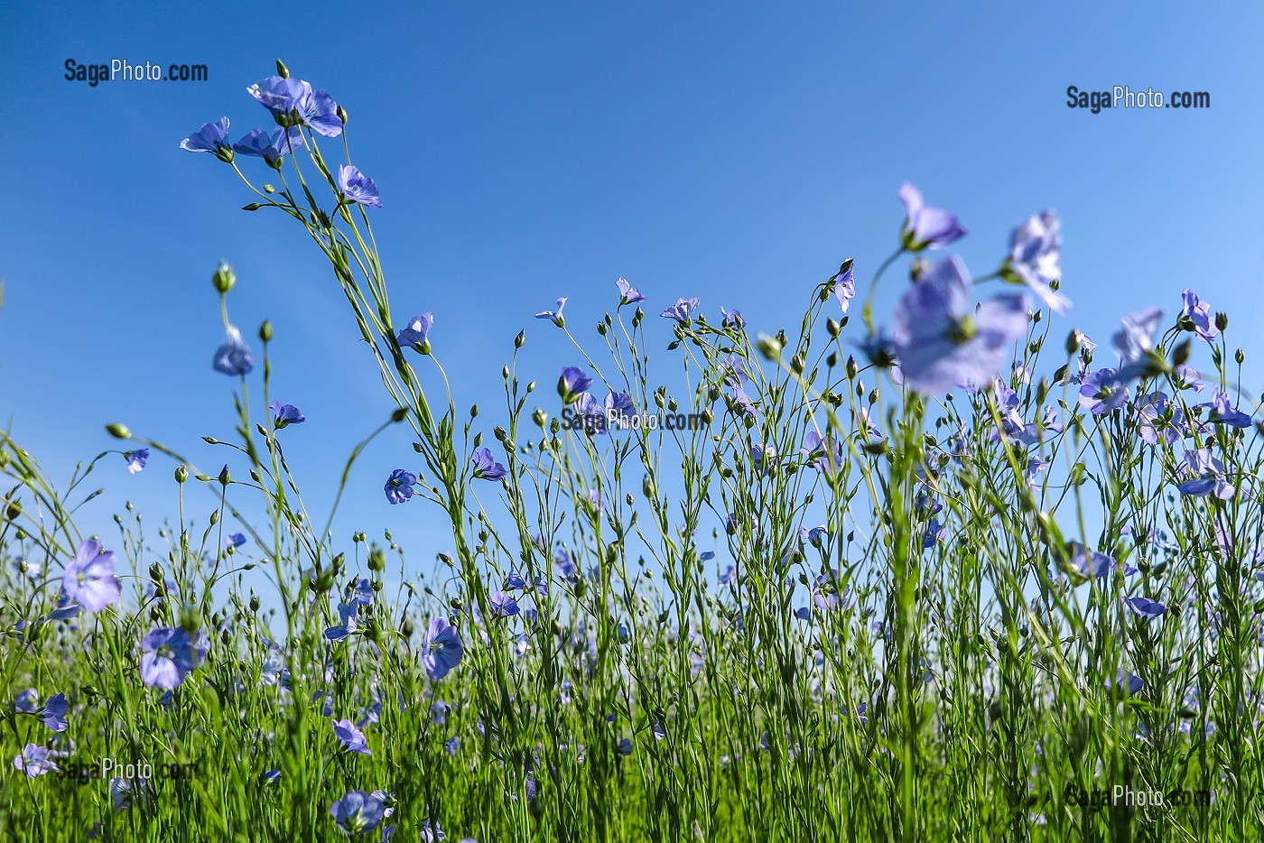 CHAMPS DE LIN EN FLEURS AUX COULEURS BLEU, RUGLES, EURE, NORMANDIE FRANCE 