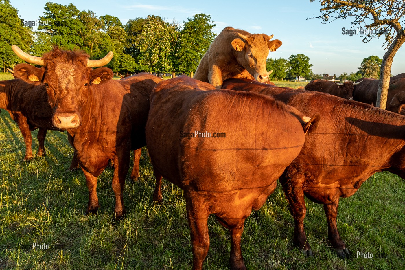 TROUPEAU DE VACHES DE RACE SALERS, RUGLES, NORMANDIE, FRANCE 