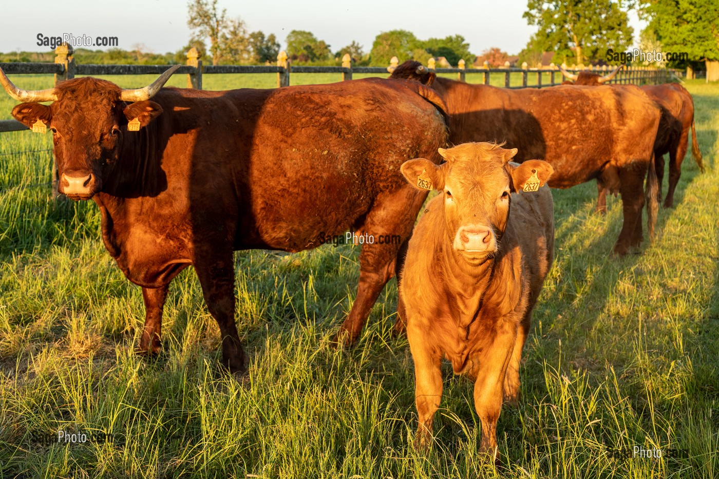 TROUPEAU DE VACHES DE RACE SALERS, RUGLES, NORMANDIE, FRANCE 