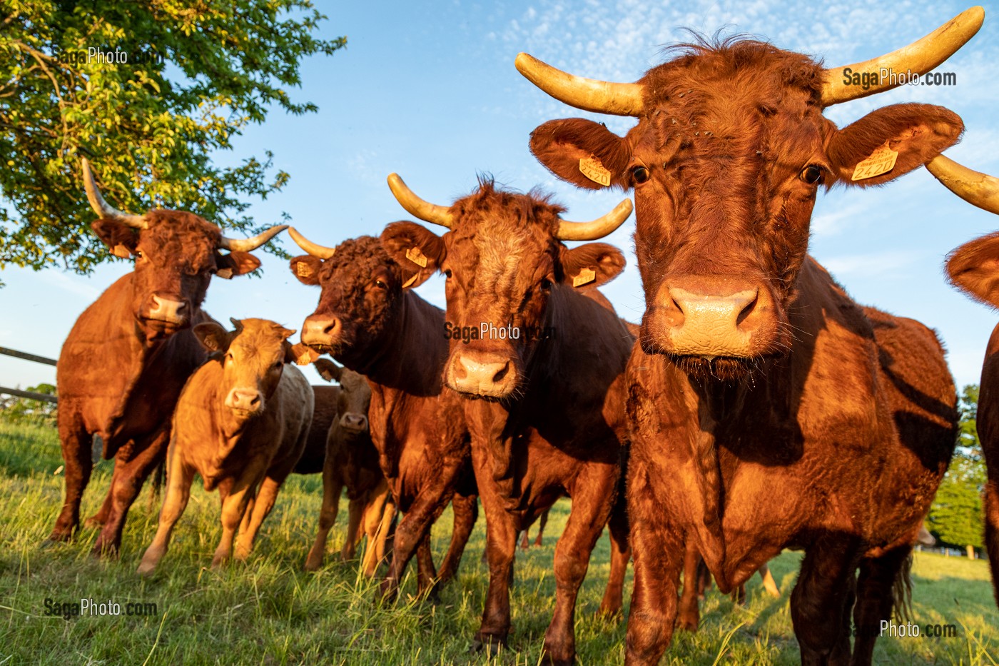 TROUPEAU DE VACHES DE RACE SALERS, RUGLES, NORMANDIE, FRANCE 