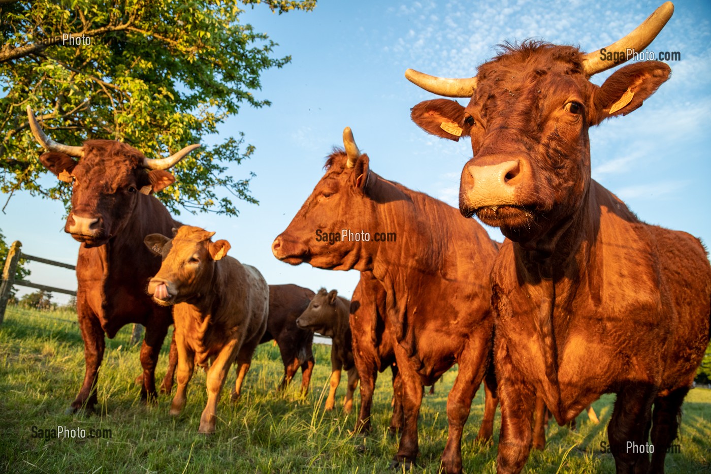 TROUPEAU DE VACHES DE RACE SALERS, RUGLES, NORMANDIE, FRANCE 