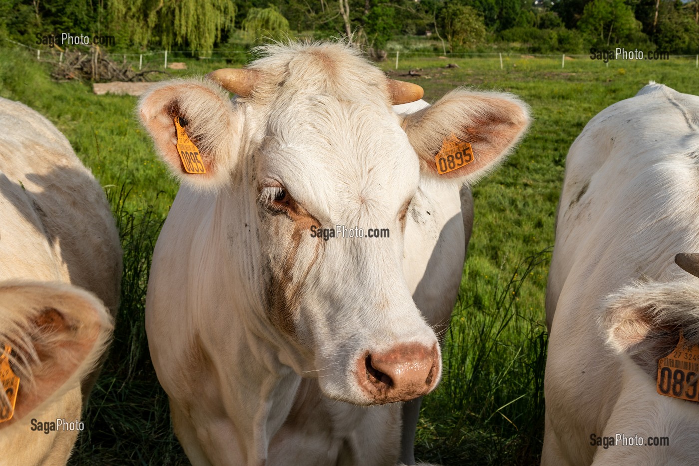 TROUPEAU DE VACHES DE RACE CHAROLAISE, LA VIEILLE-LYRE, NORMANDIE, FRANCE 