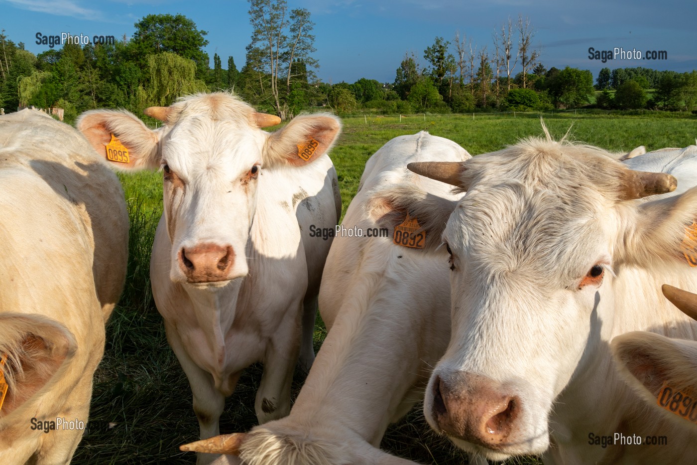 TROUPEAU DE VACHES DE RACE CHAROLAISE, LA VIEILLE-LYRE, NORMANDIE, FRANCE 