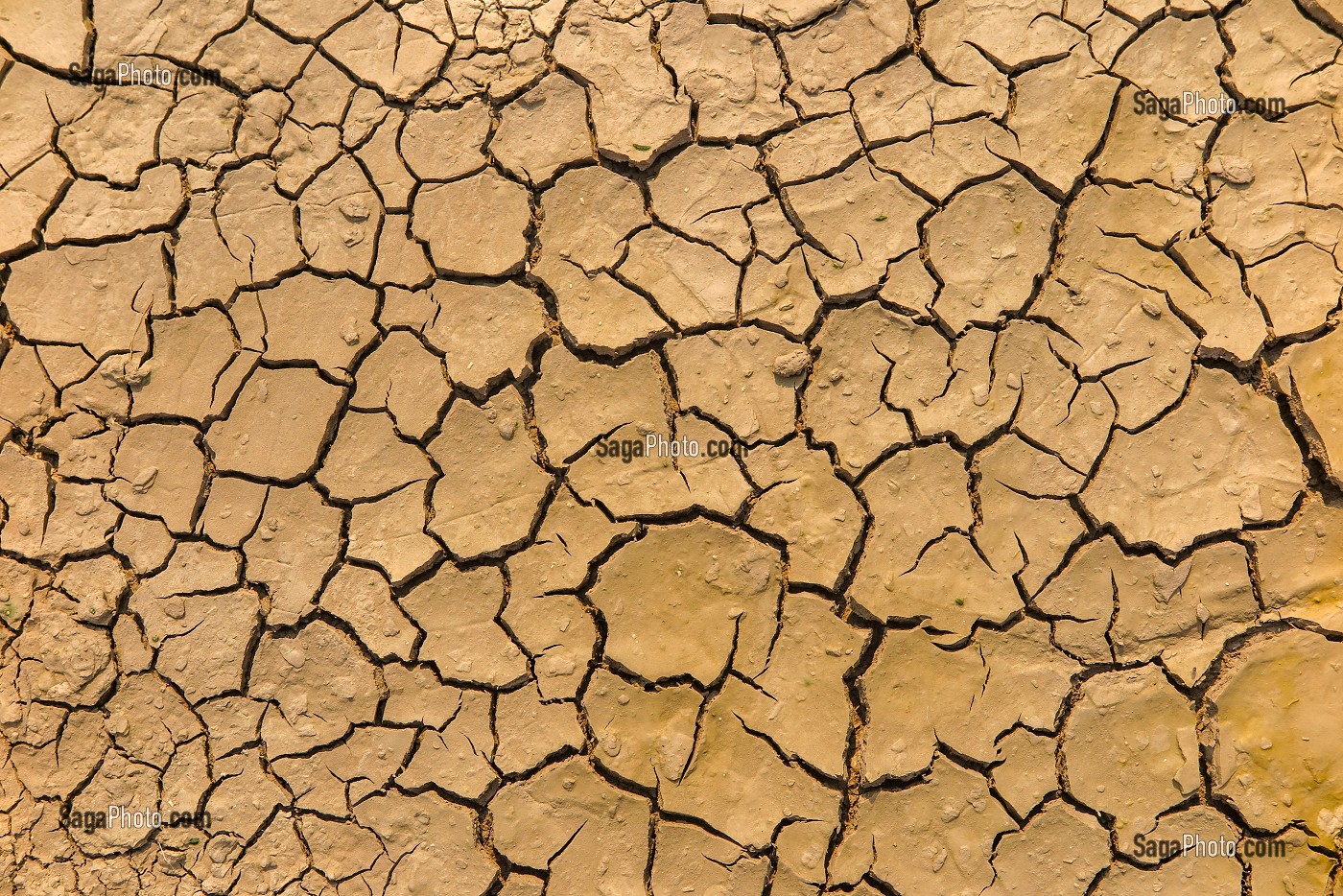 ILLUSTRATION DE LA SECHERESSE, TERRE CRAQUELEE QUAND L'EAU SE RETIRE FAUTE DE PRECIPITATIONS, BLAYE, GIRONDE, FRANCE 