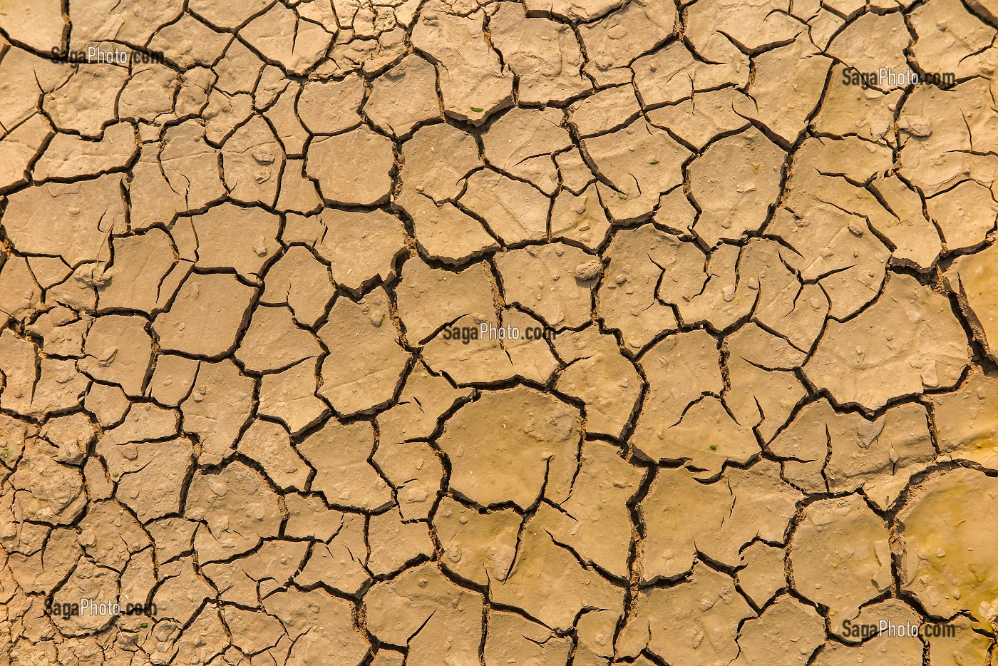 ILLUSTRATION DE LA SECHERESSE, TERRE CRAQUELEE QUAND L'EAU SE RETIRE FAUTE DE PRECIPITATIONS, BLAYE, GIRONDE, FRANCE 