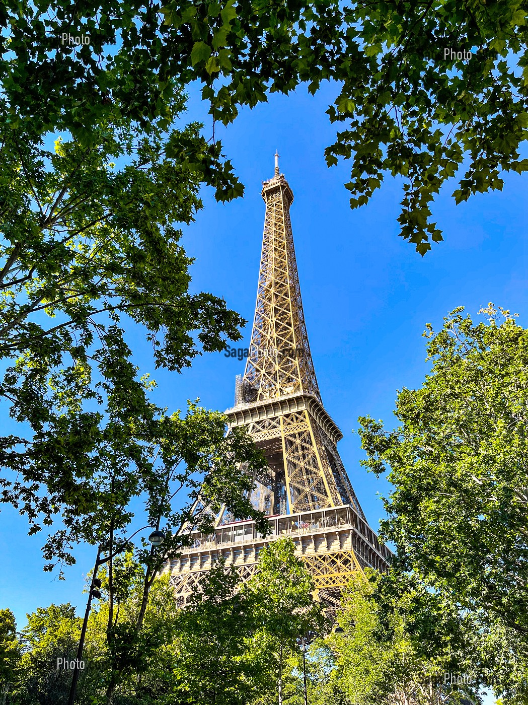 TOUR EIFFEL AU MILIEU DE LA VEGETATION PARISIENNE, PARIS, FRANCE 