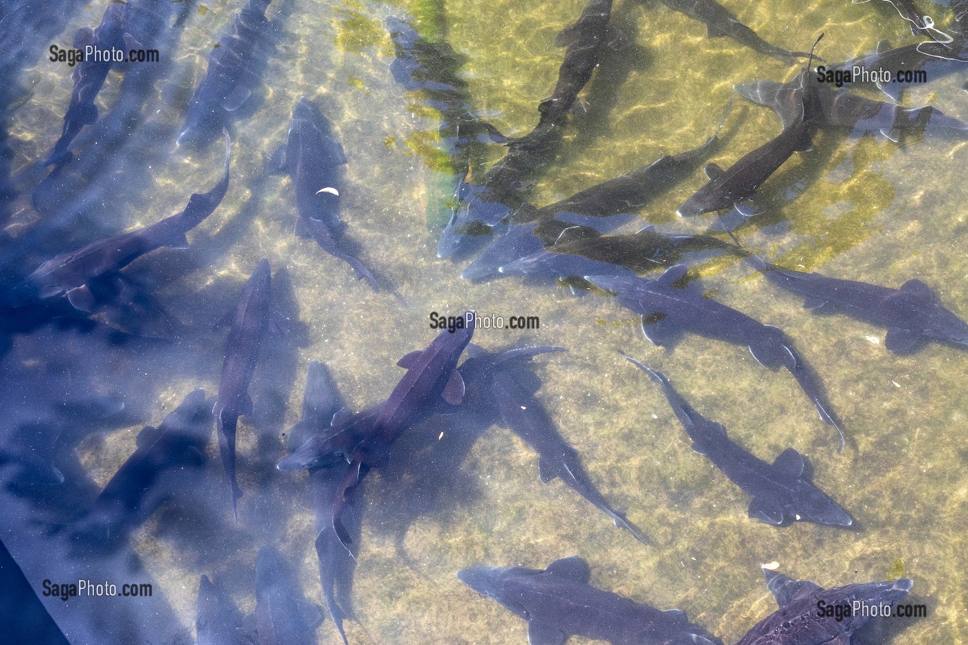 ELEVAGE D'ESTURGEONS POUR LE CAVIAR, PISCICULTURE DU VERDUS, CHATEAU CASTILLONNE, SAINT-GUILHEM-LE-DESERT HERAULT, OCCITANIE, FRANCE 