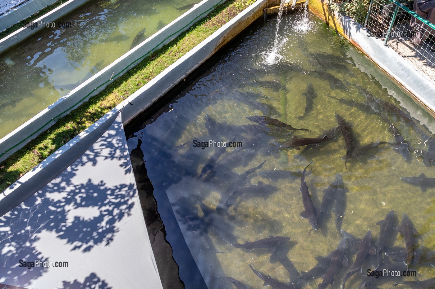 ELEVAGE D'ESTURGEONS POUR LE CAVIAR, PISCICULTURE DU VERDUS, CHATEAU CASTILLONNE, SAINT-GUILHEM-LE-DESERT HERAULT, OCCITANIE, FRANCE 