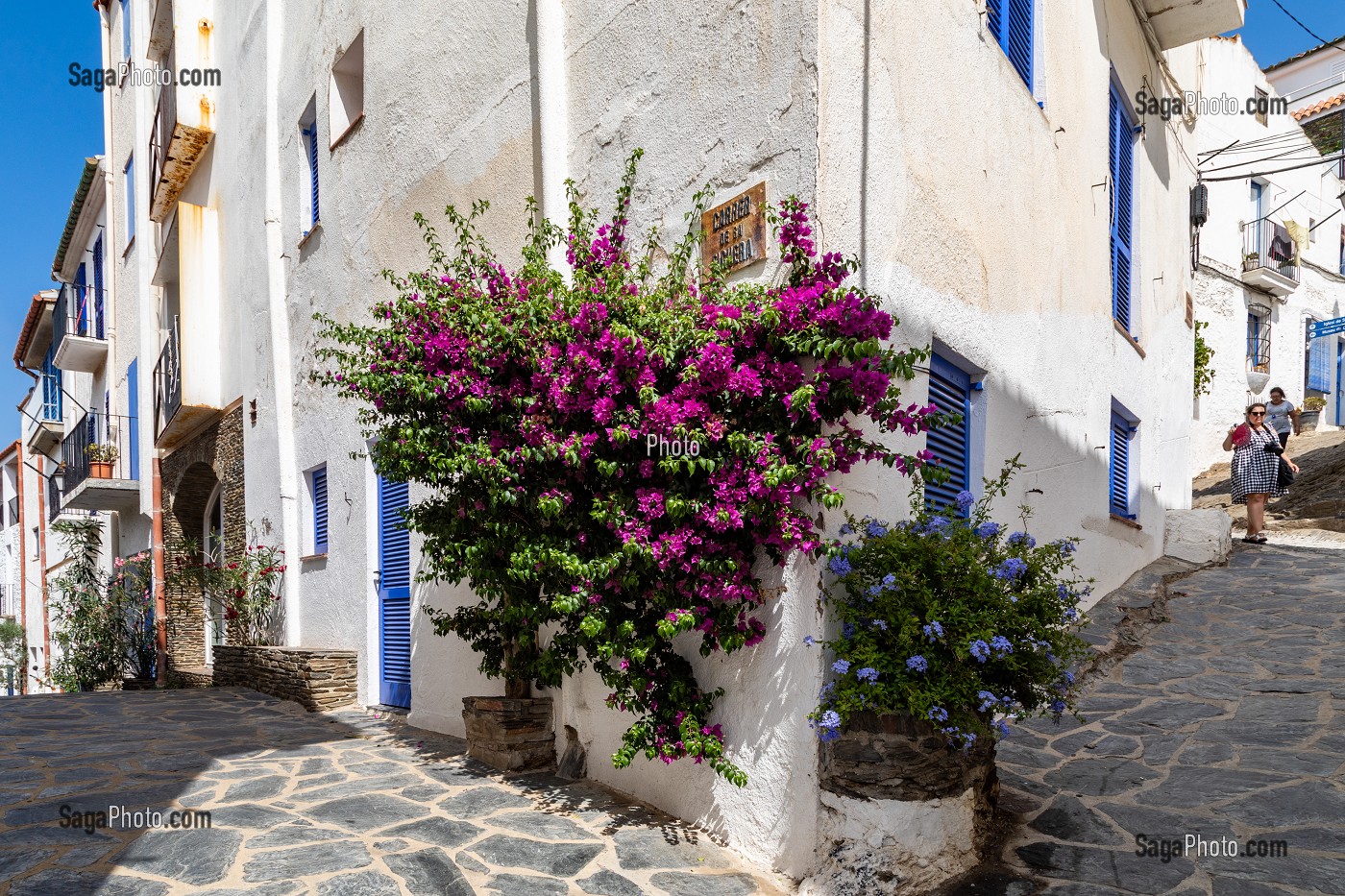 BOUGAINVILLIER VIOLET DANS LES RUELLES ESCARPEES DU VILLAGE, CADAQUES, COSTA BRAVA, CATALOGNE, ESPAGNE 